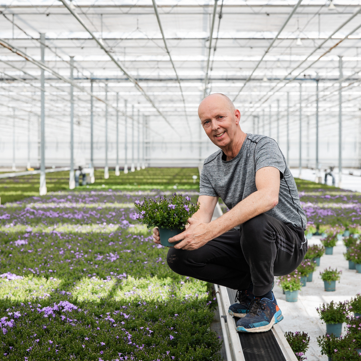 2x Campanula Addenda Ambella Intense Purple in Dekotöpfen – Staude – winterhart