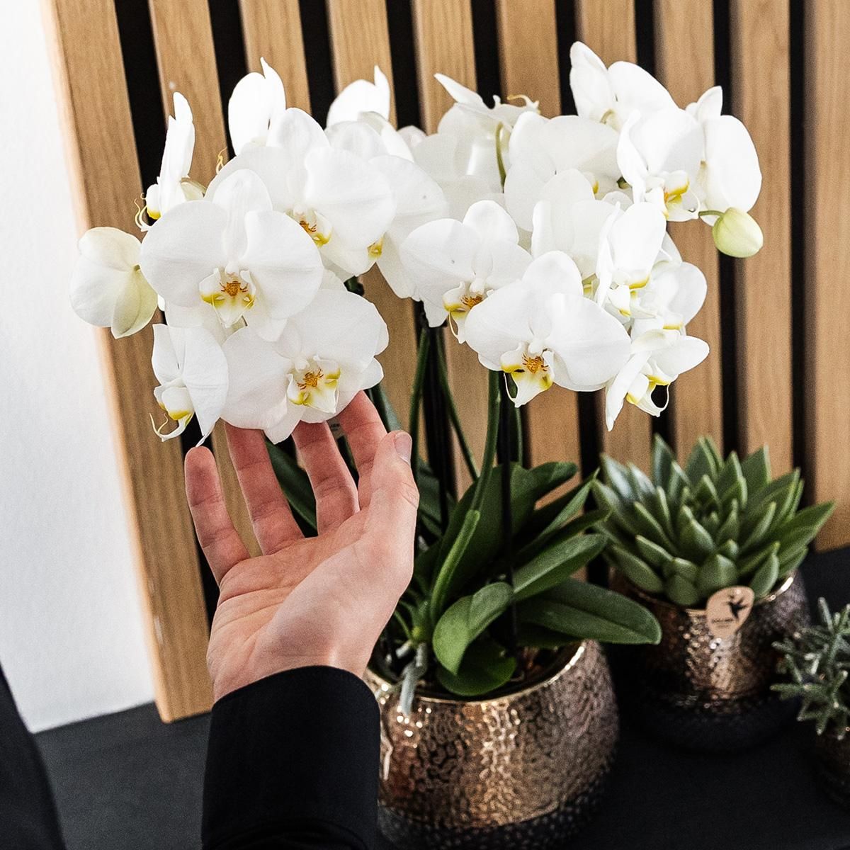 Elite Keramik Blumentopf Kupfer Ø12cm