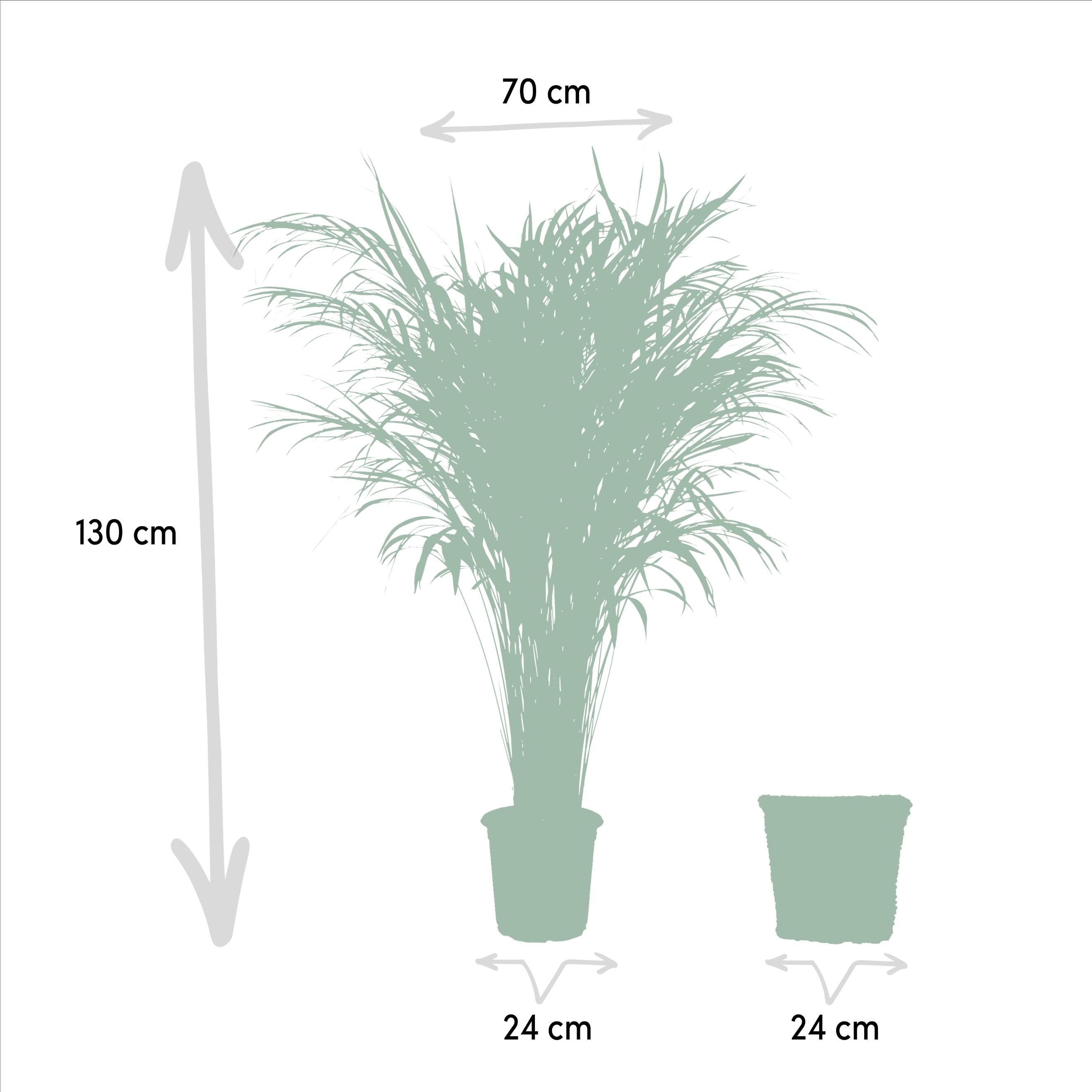 Areca Palme mit Korb – Tropische Zimmerpflanze