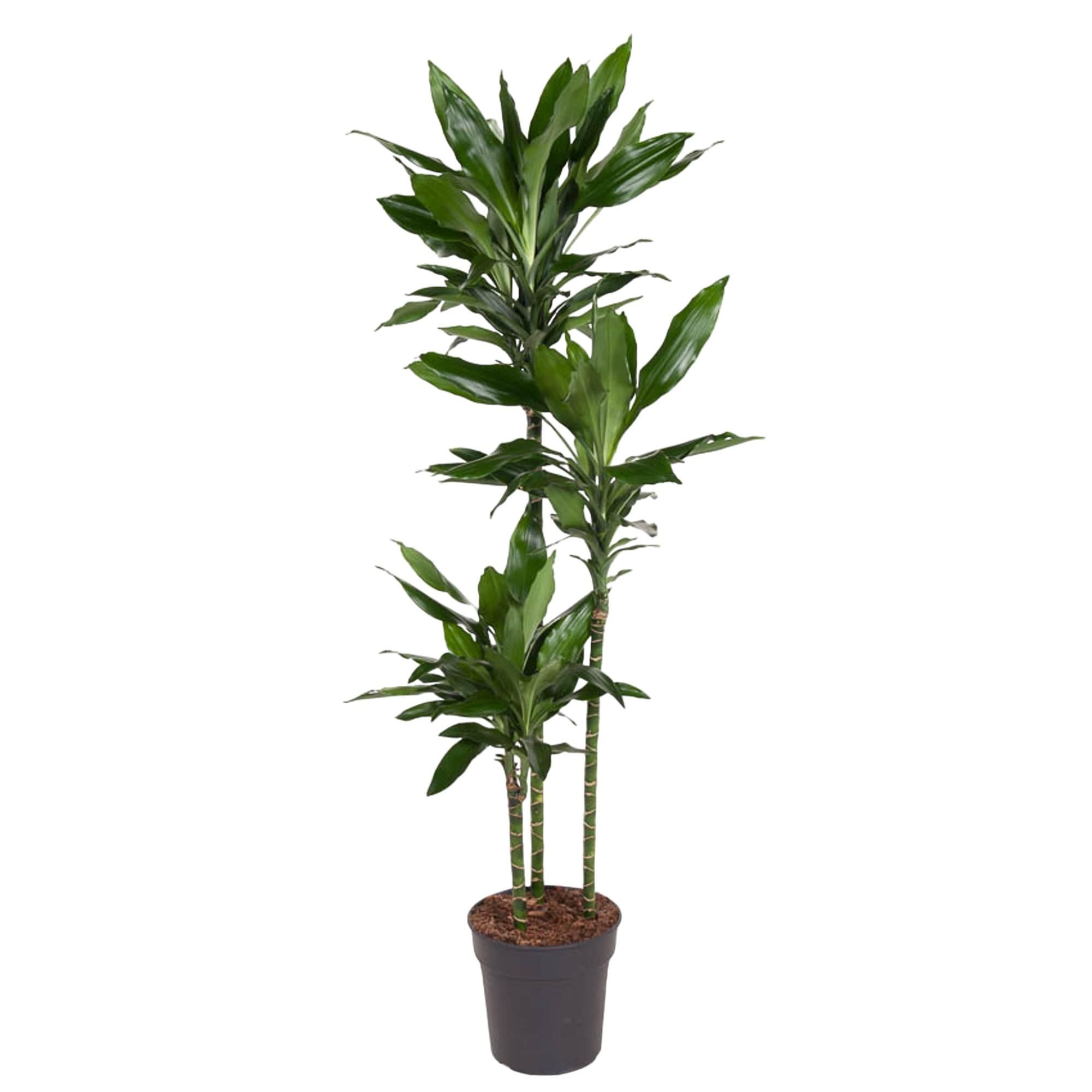 Dracaena Janet Lind Zimmerpflanze
