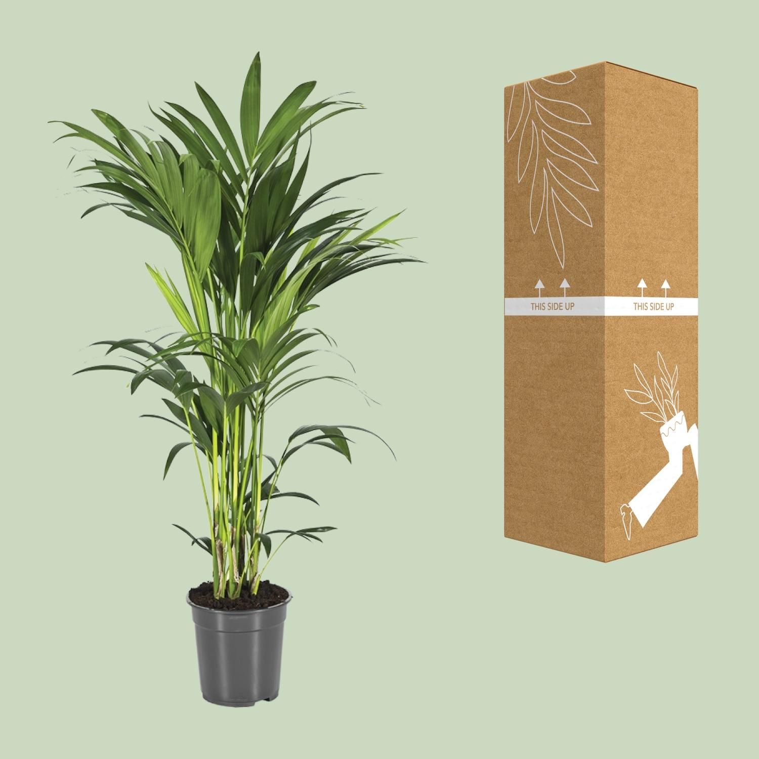 Kentia-Palme Howea Forsteriana Zimmerpflanze