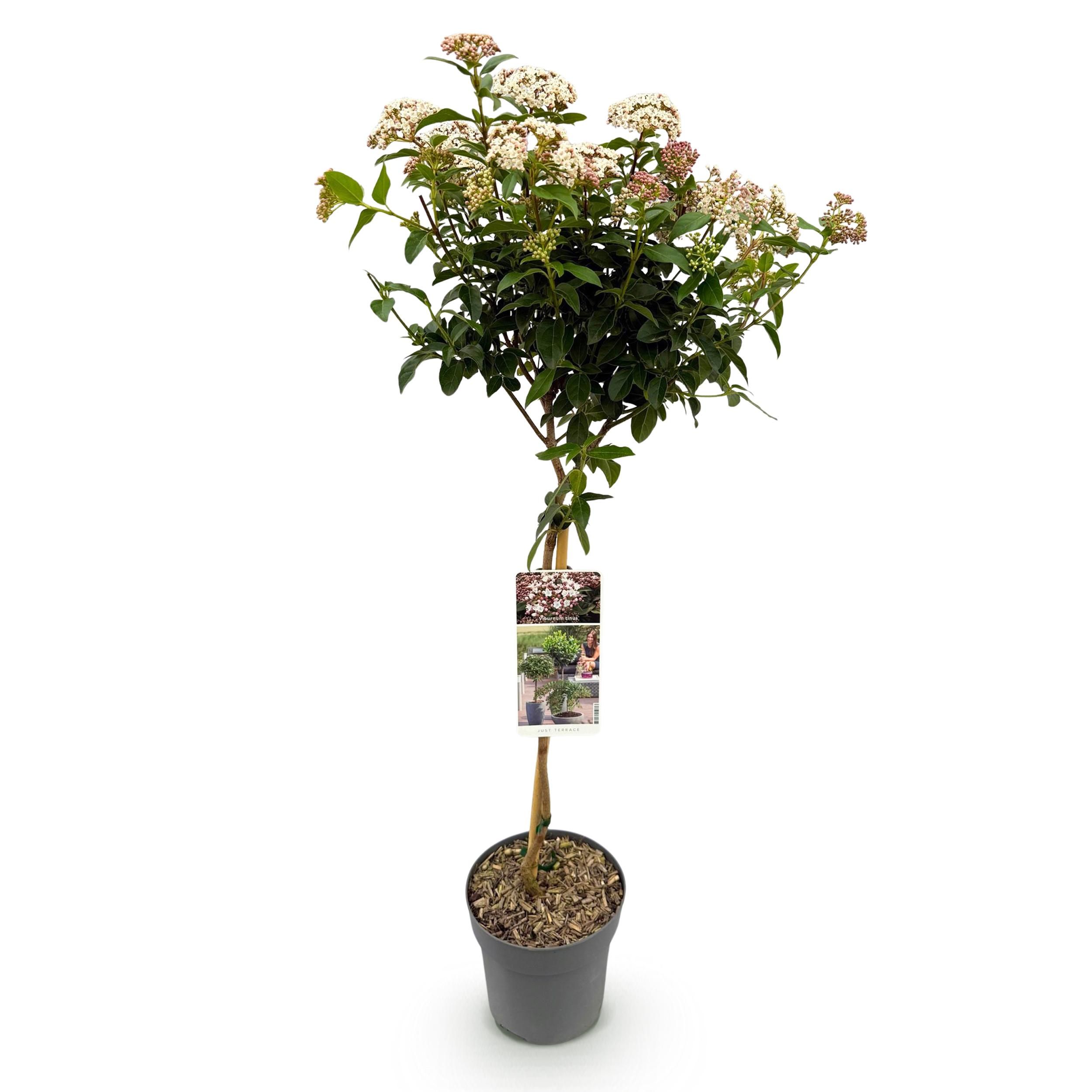 Viburnum tinus Stamm | Immergrün | Pflegeleicht – Terrassenpflanze, Topf 19cm, Höhe 90cm