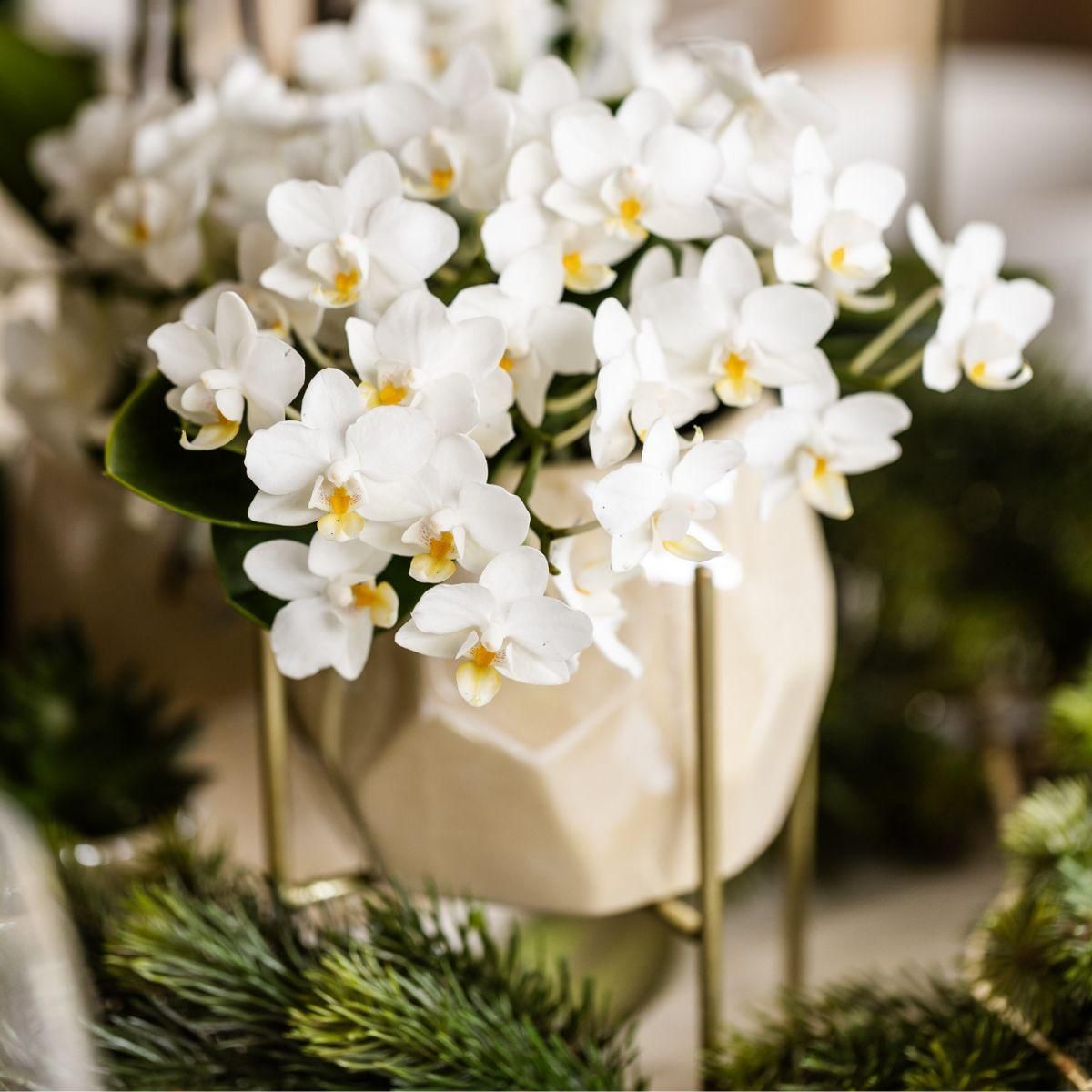 Weiße Orchidee + Pearl Dekotopf Travertine – Ø9cm Topf – Blühende Zimmerpflanze