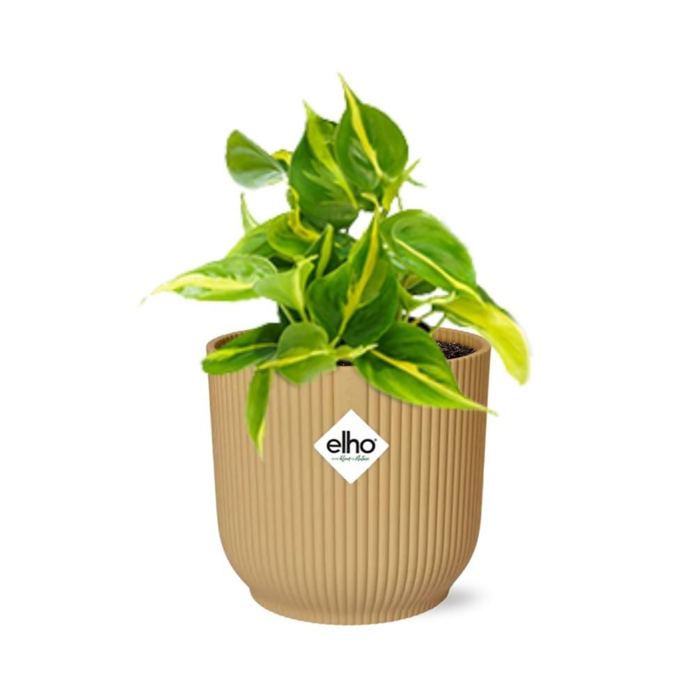 Philodendron Scandens Brasil Zimmerpflanze