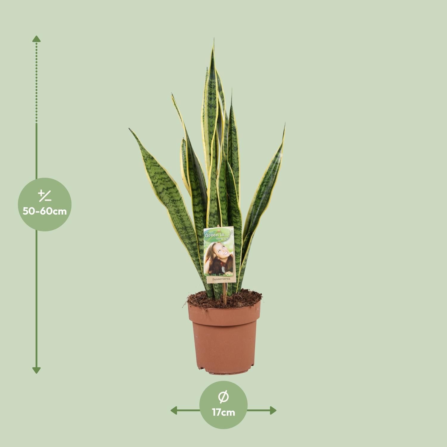 Sansevieria Laurentii Zimmerpflanze