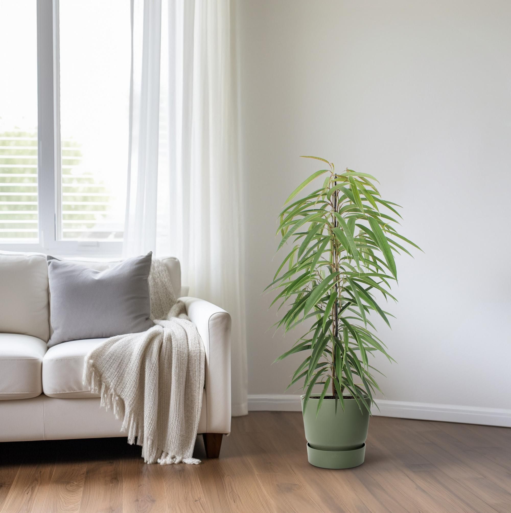 Eleganter Ficus Binnendijkii Alii Zimmerpflanze