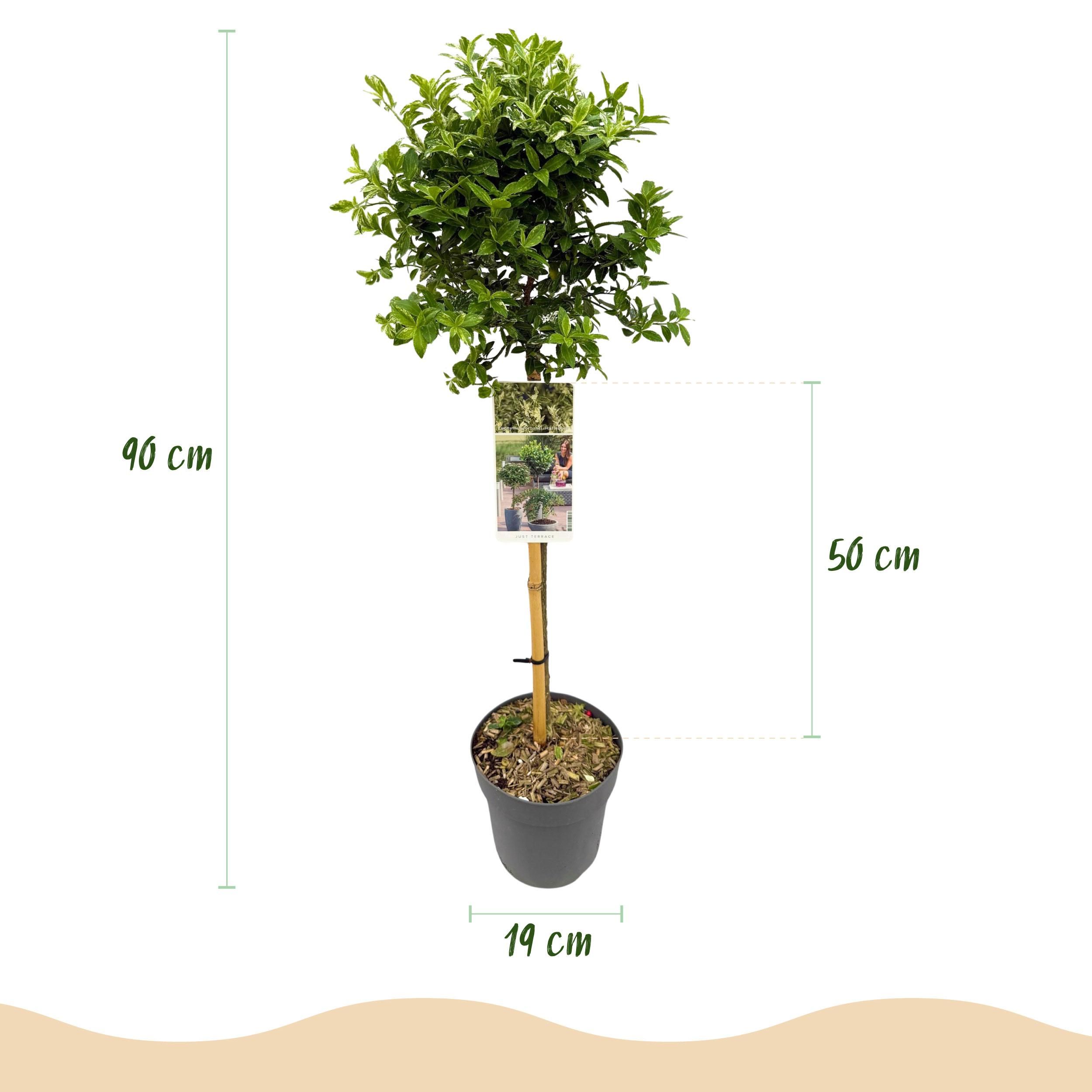 Euonymus fortunei Harlequin – Stamm-Pflanze | Immergrün | Wenig Pflege – Topf 19cm, 90cm Hoch