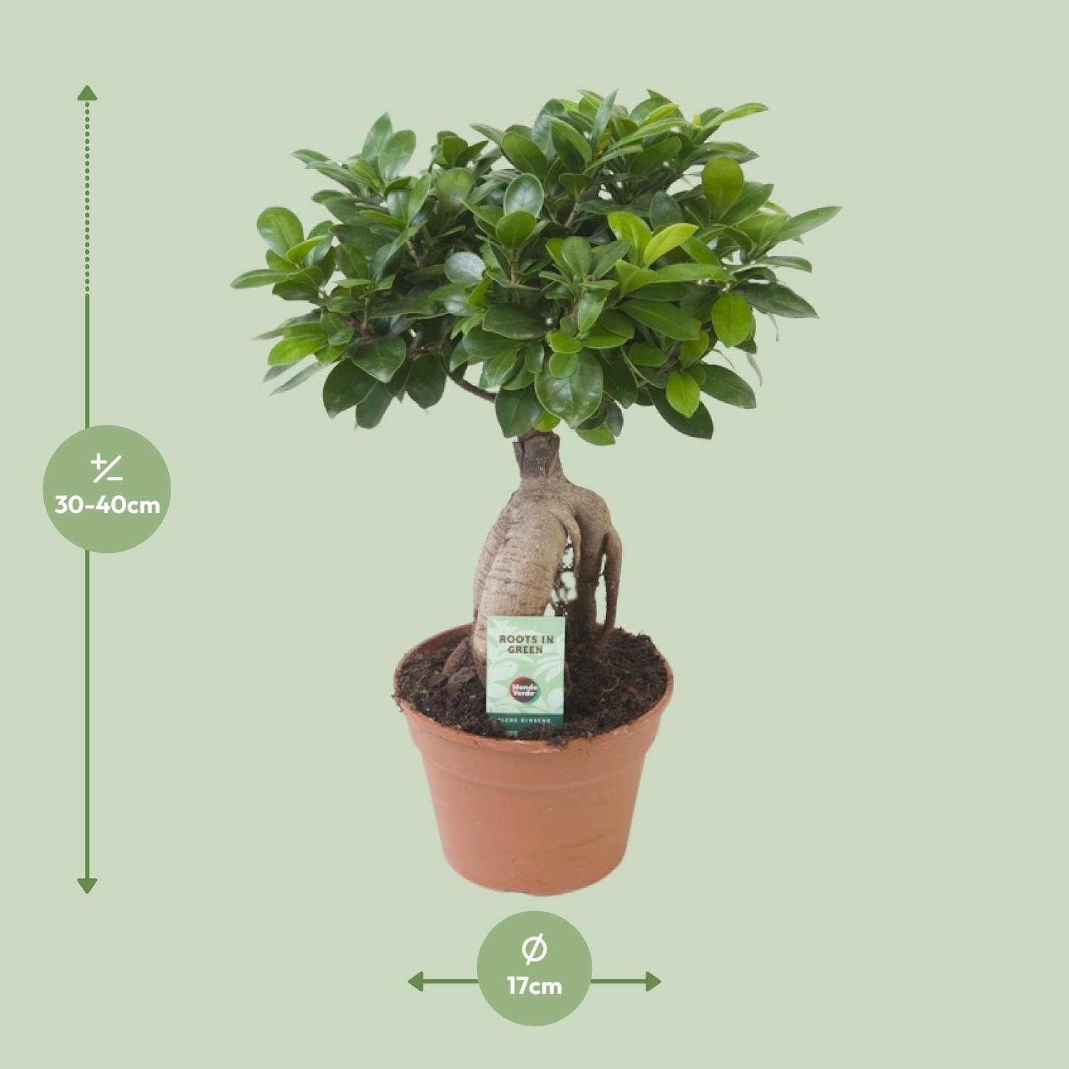 Ficus Ginseng Zimmerpflanze