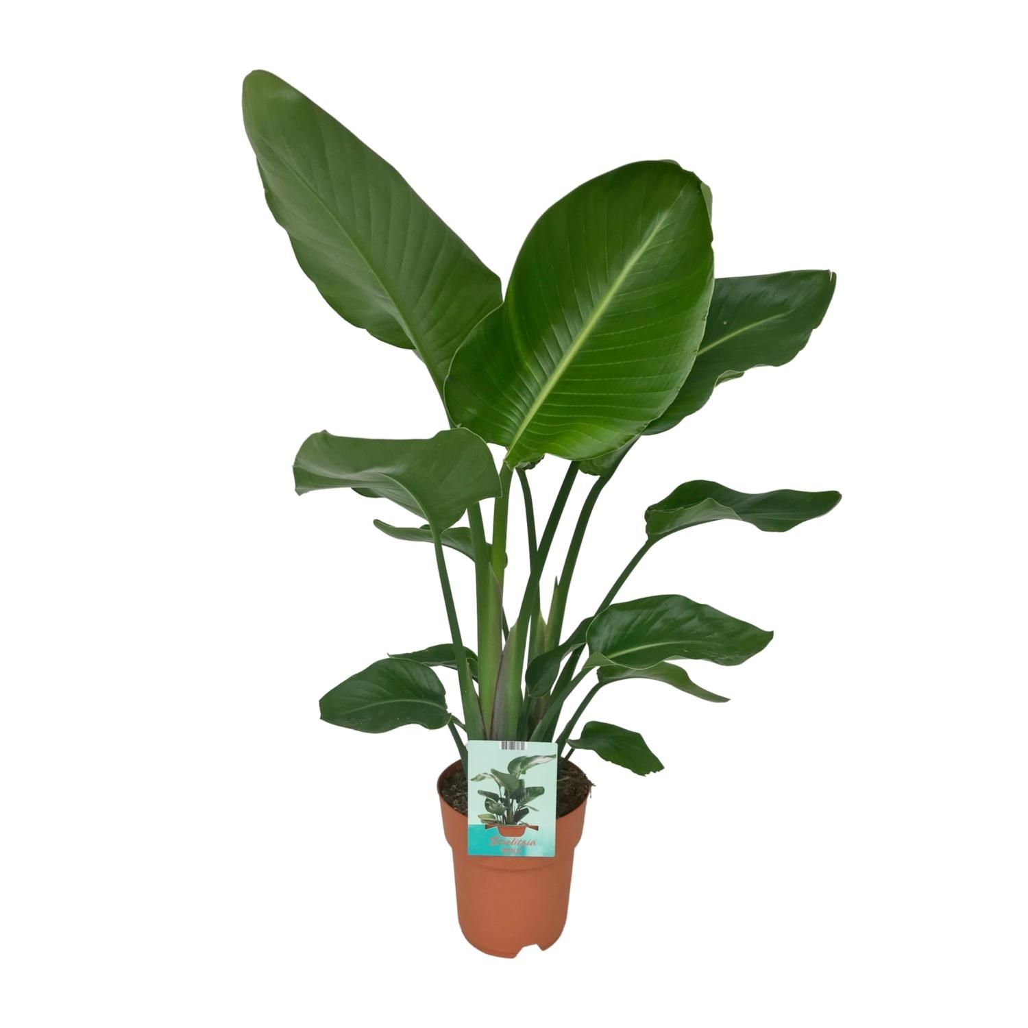 Strelitzia Nicolai Paradiesvogelpflanze