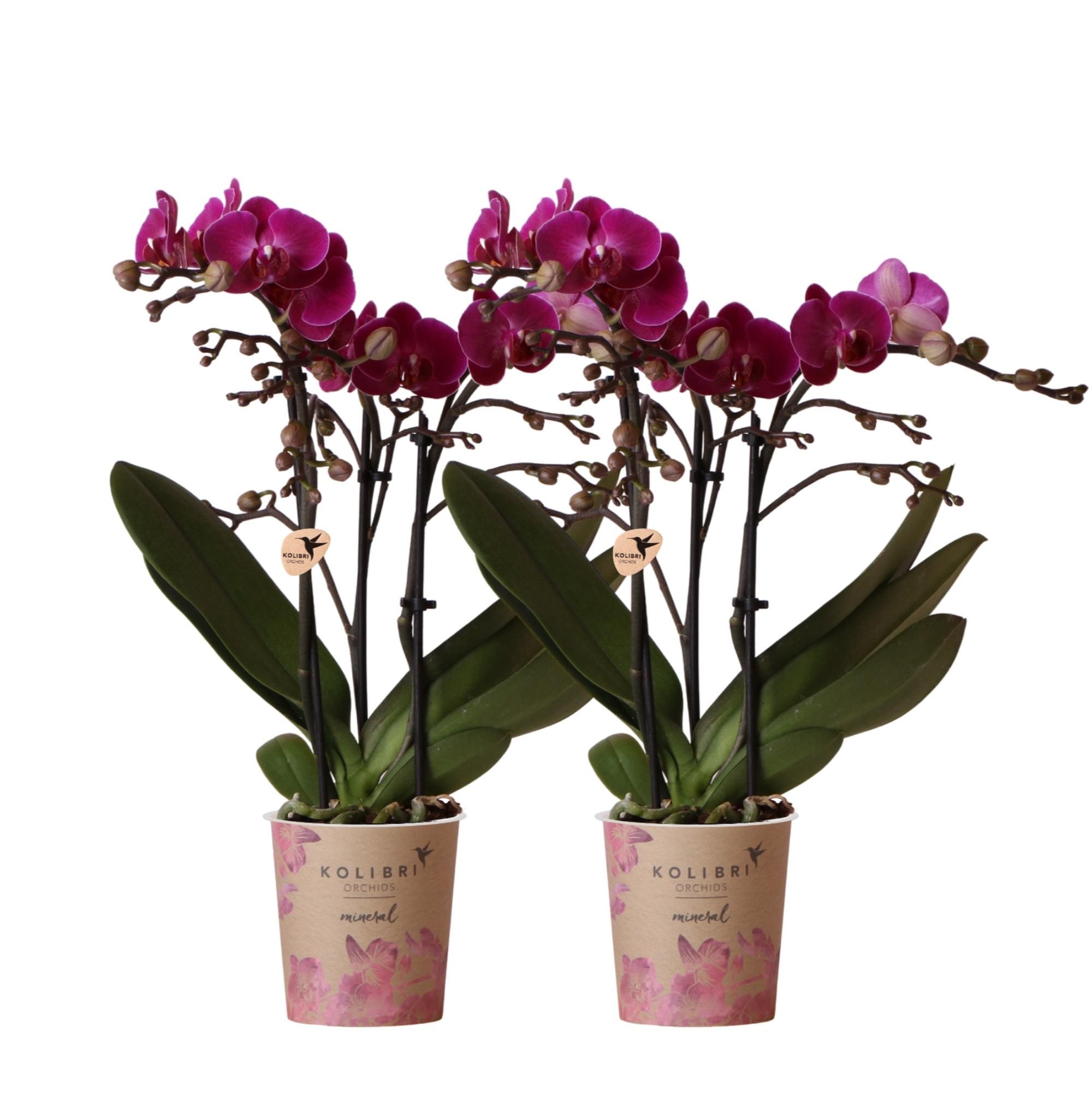 Phalaenopsis Orchidee lila – blühende Zimmerpflanze