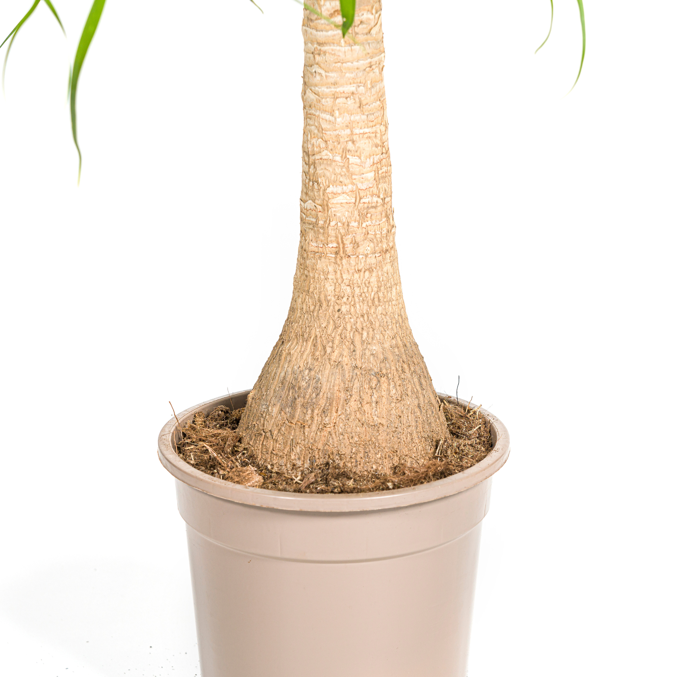 Beaucarnea Recurvata | Elefantenfuß | Stammdurchmesser 21cm | 60-80cm Höhe