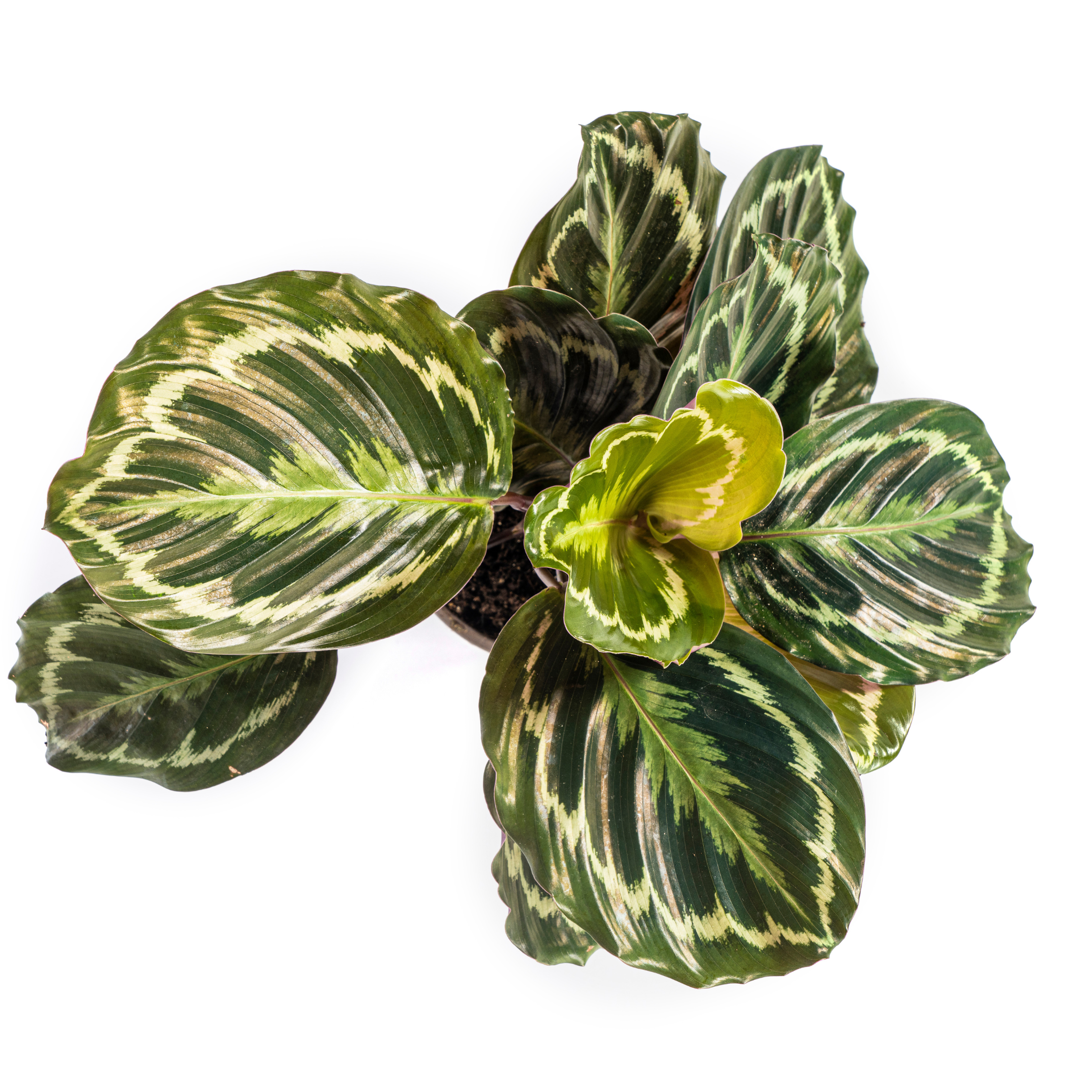 Calathea Medallion – Blickfang – pflegeleicht