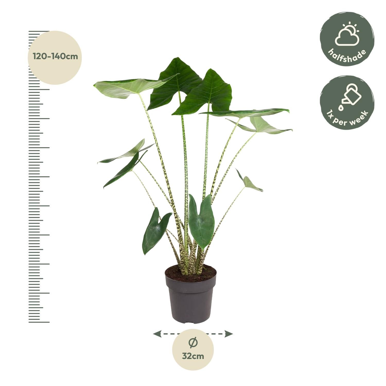 Alocasia Zebrina Zimmerpflanze