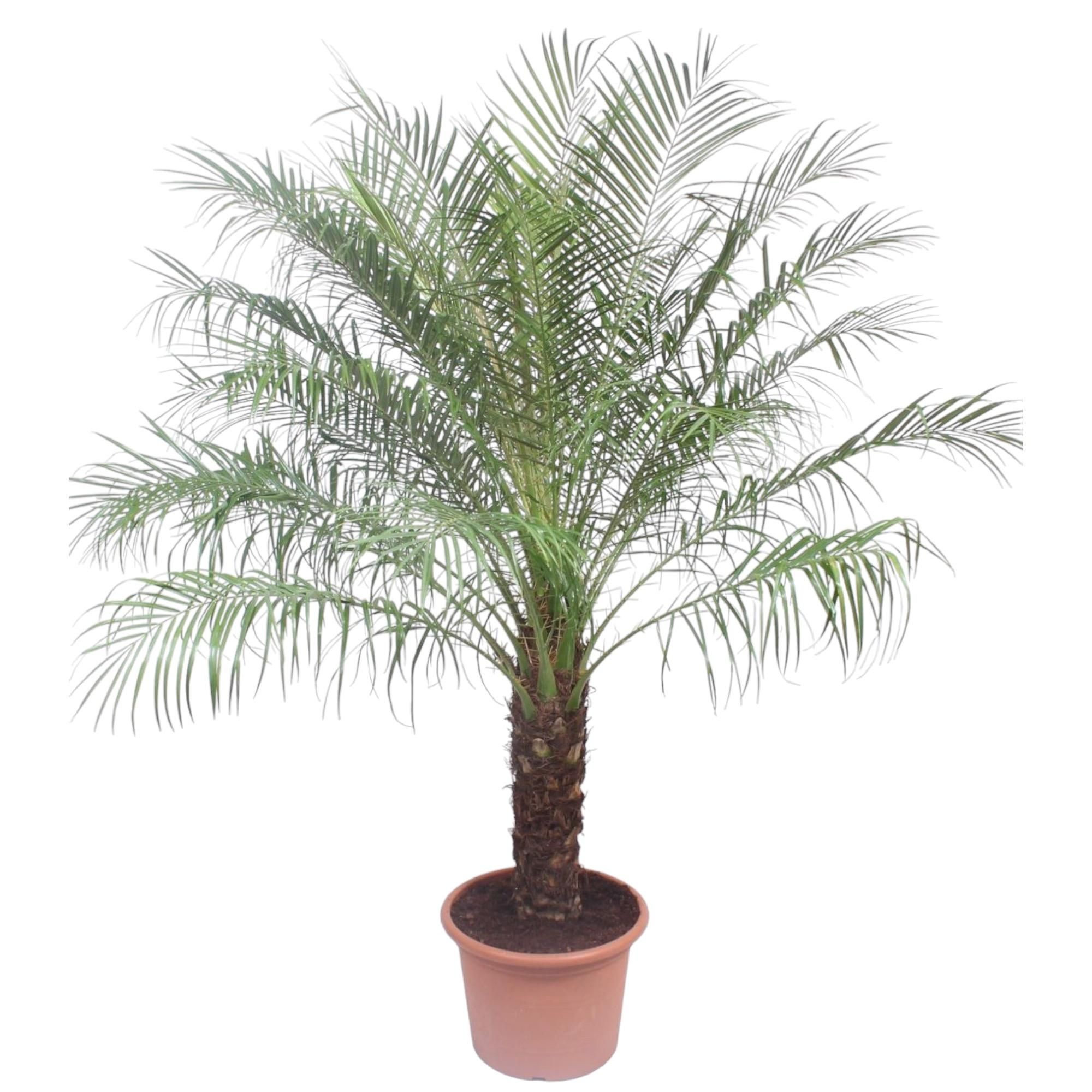 Phoenix Roebelinii Zwergpalme – Exotische Zimmerpflanze