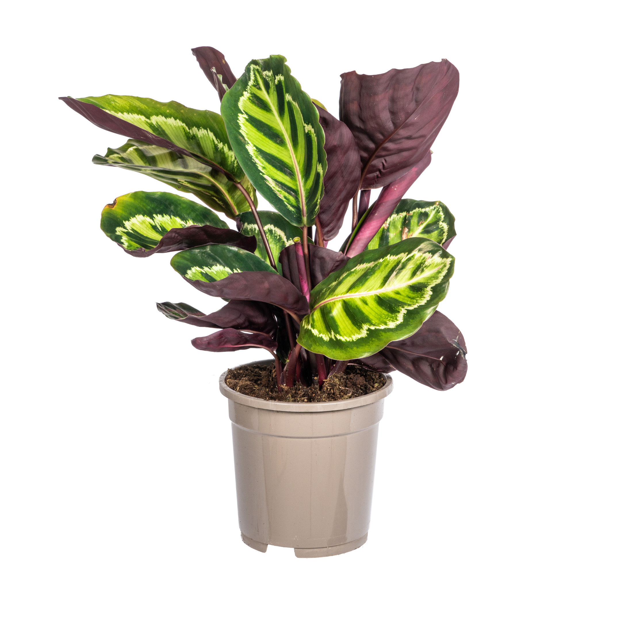Calathea Zimmerpflanze – Roseopicta – Ø17cm