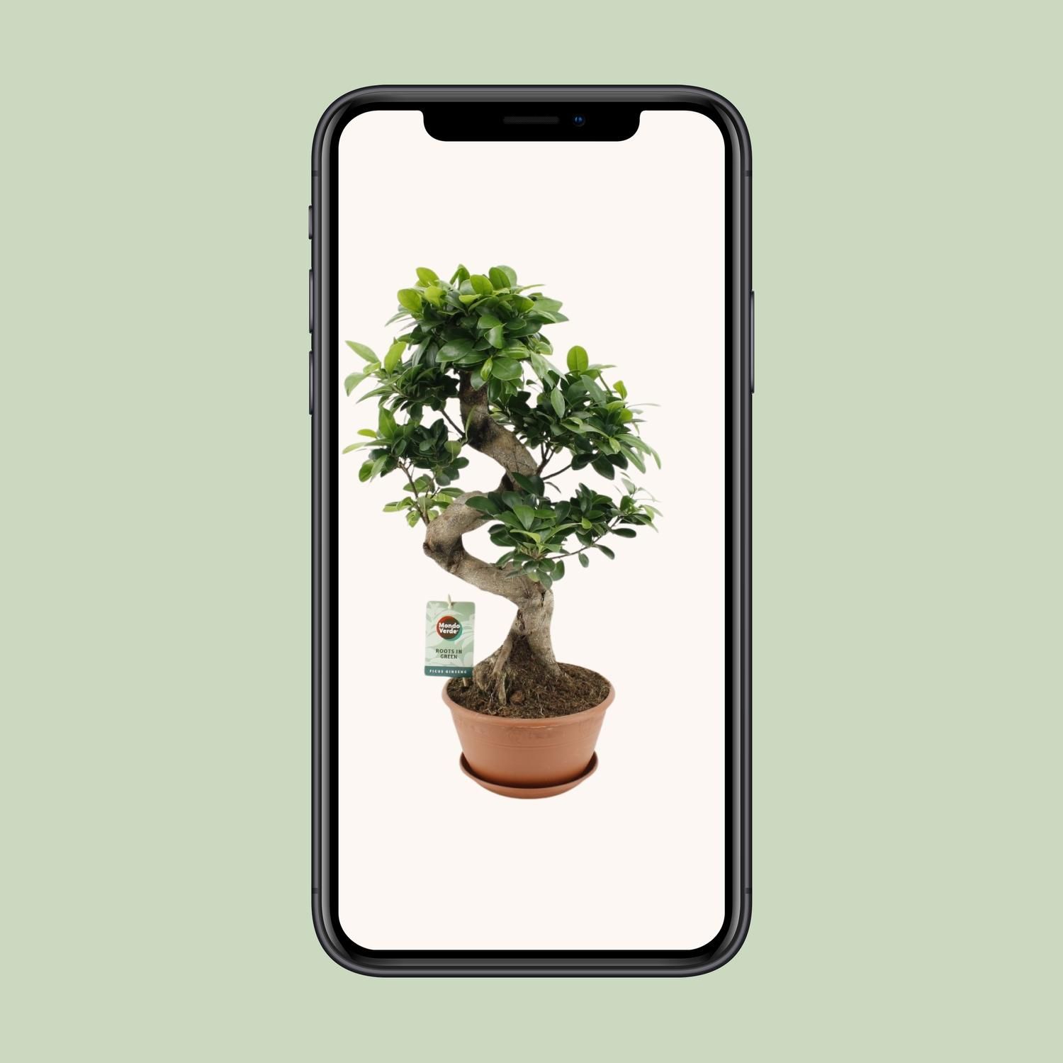 Ficus Ginseng Zimmerpflanze