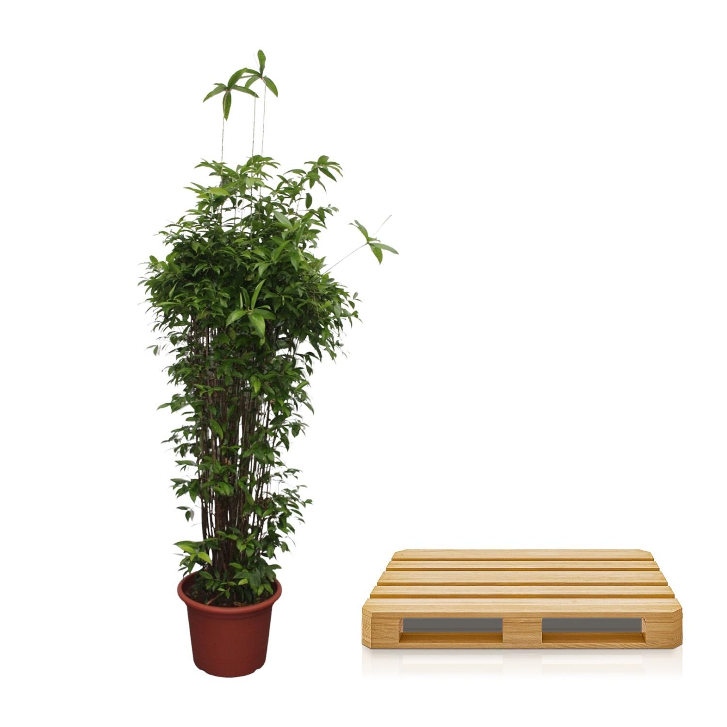 Dracaena Surculosa Zimmerpflanze