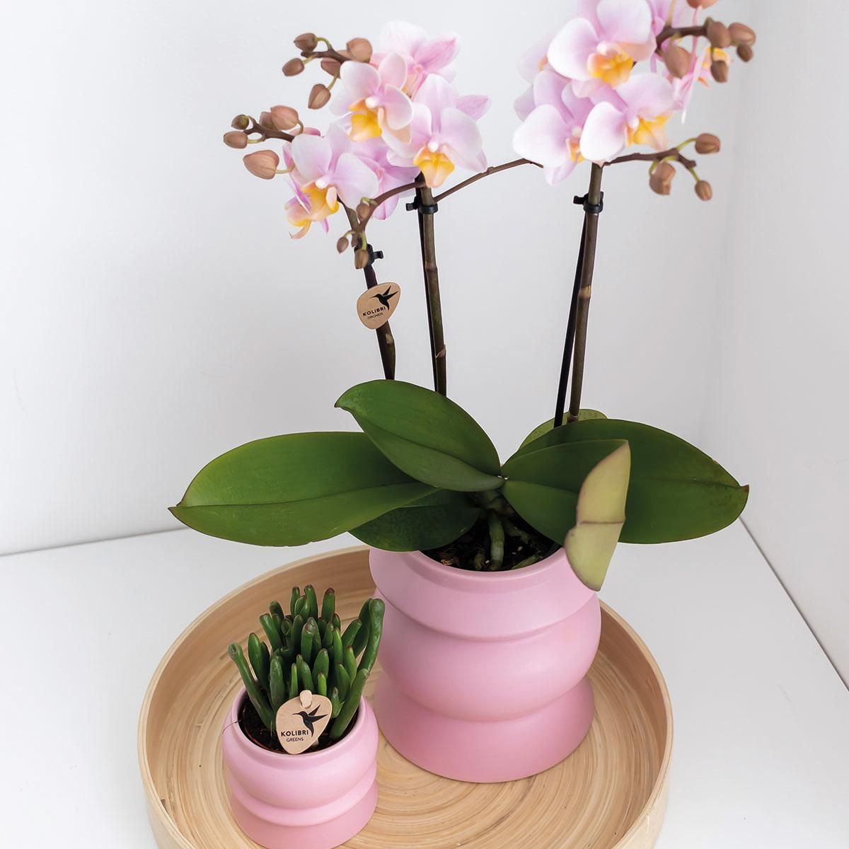 Phalaenopsis Orchidee Rosa – Blühende Zimmerpflanze