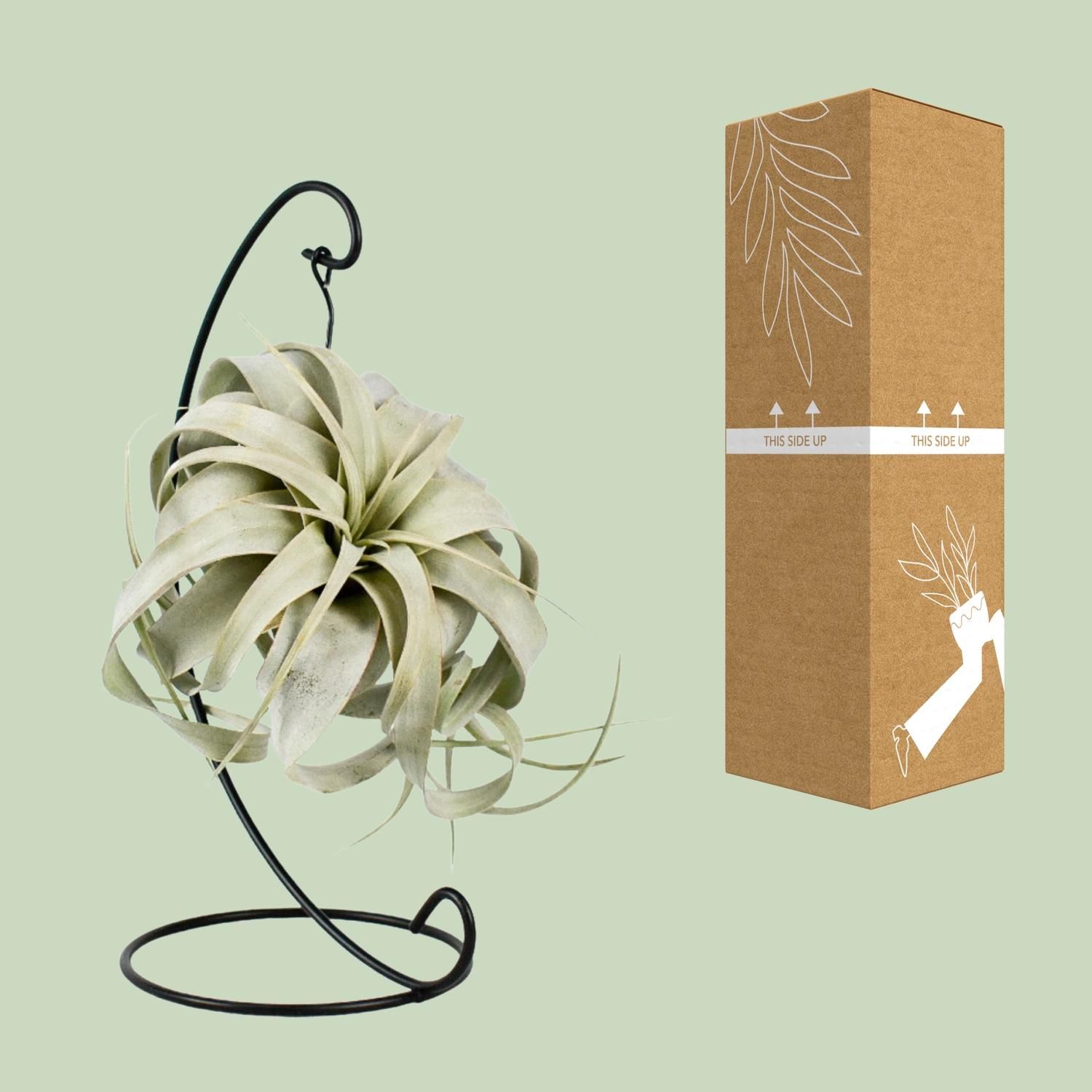 Tillandsia King Xero Luftpflanze elegant