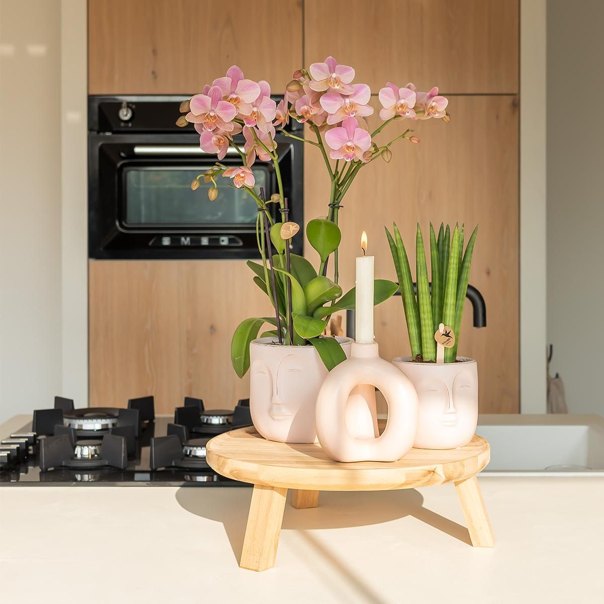 Phalaenopsis Orchidee Treviso in Altrosa