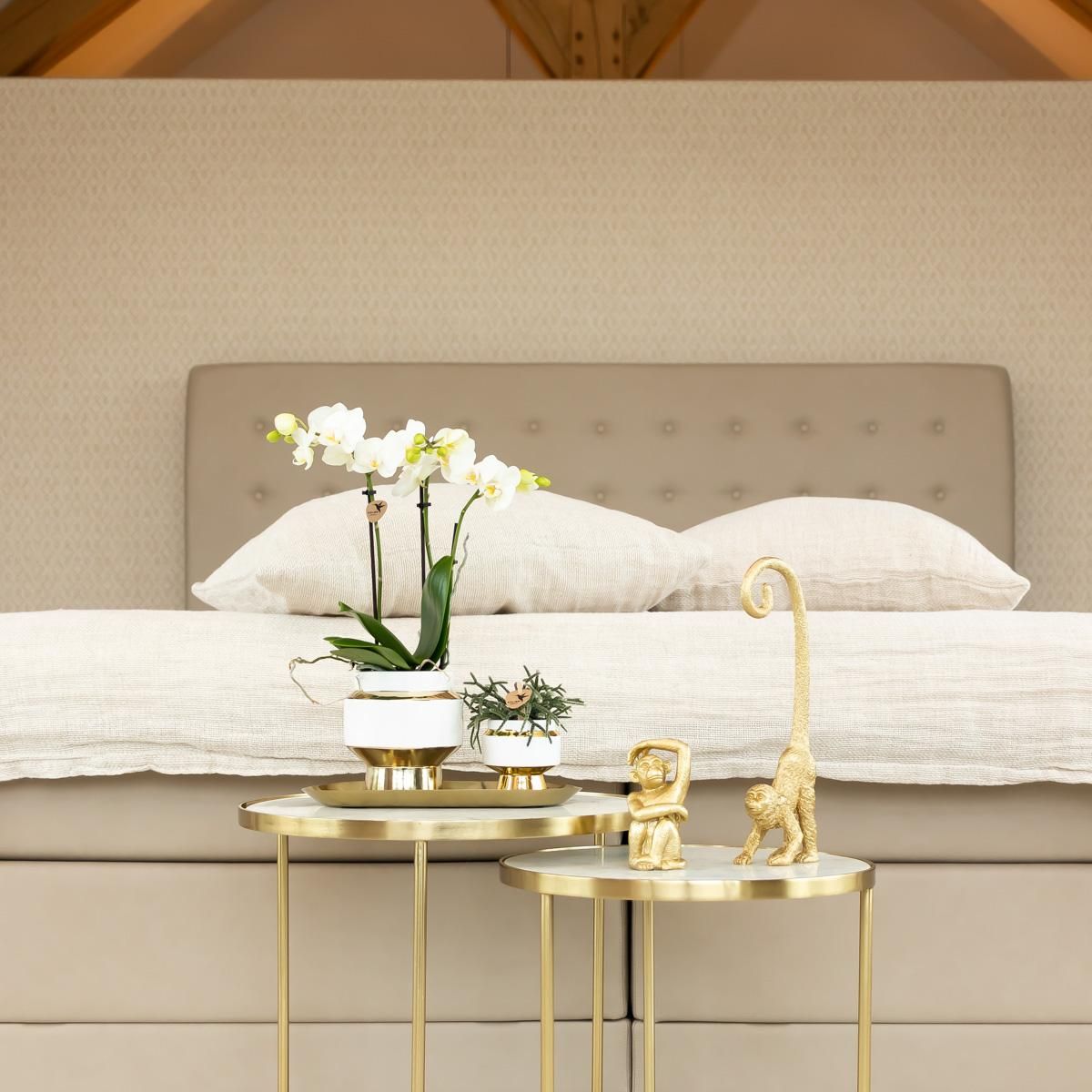 Phalaenopsis Orchidee Amabilis im goldenen Le Chic Topf