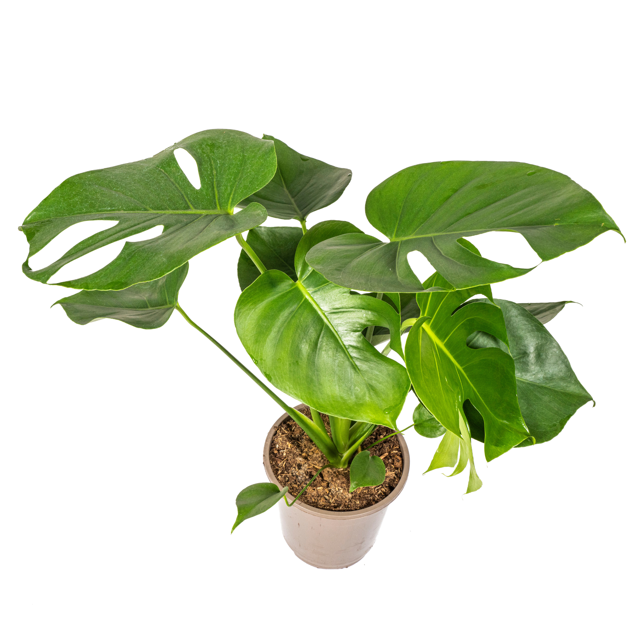 Monstera Tauerii Ø19cm – 70-90cm Hoch – Große Löcher
