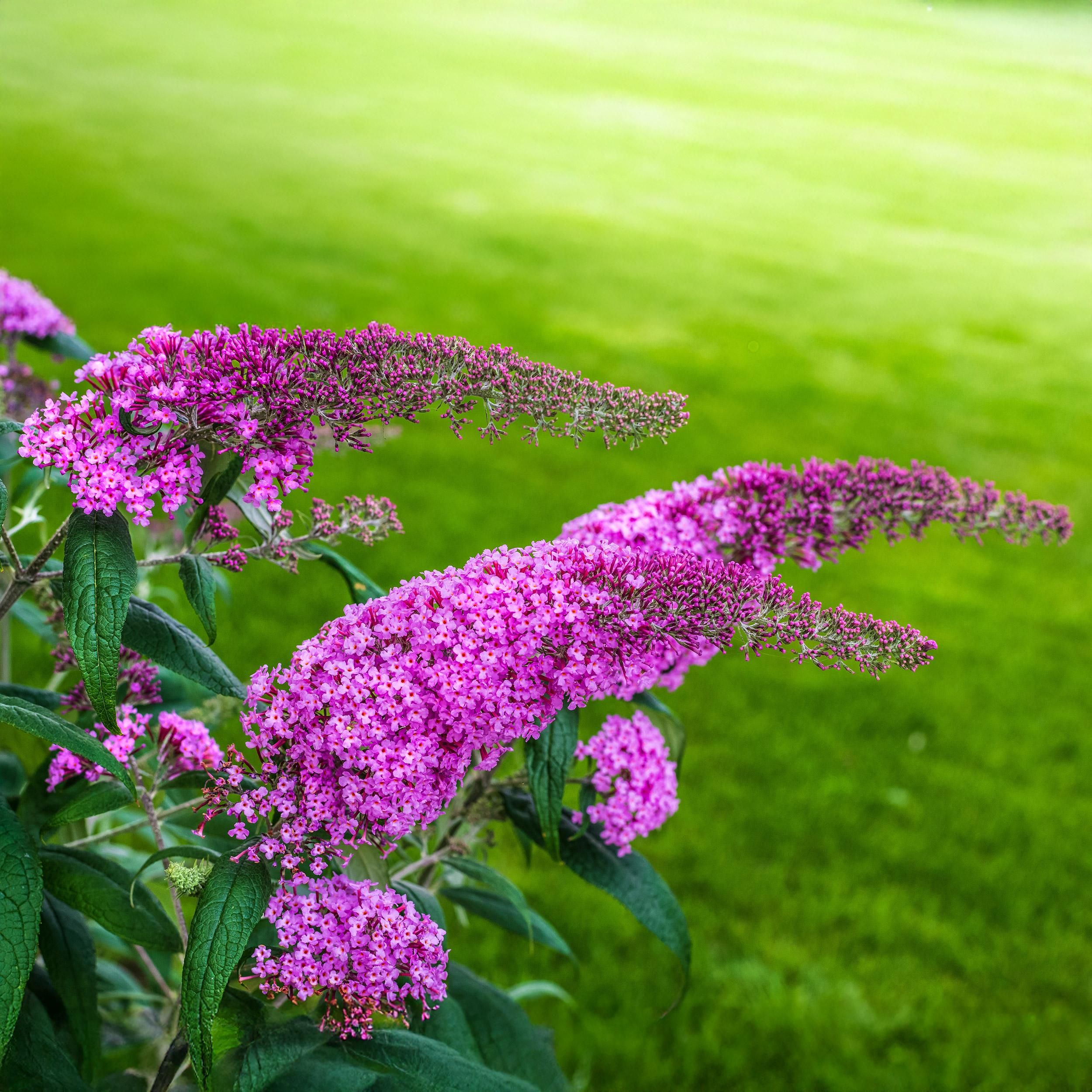 Schmetterlingsstrauch – Buddleja davidii Rosa – Schmetterlingsanziehend