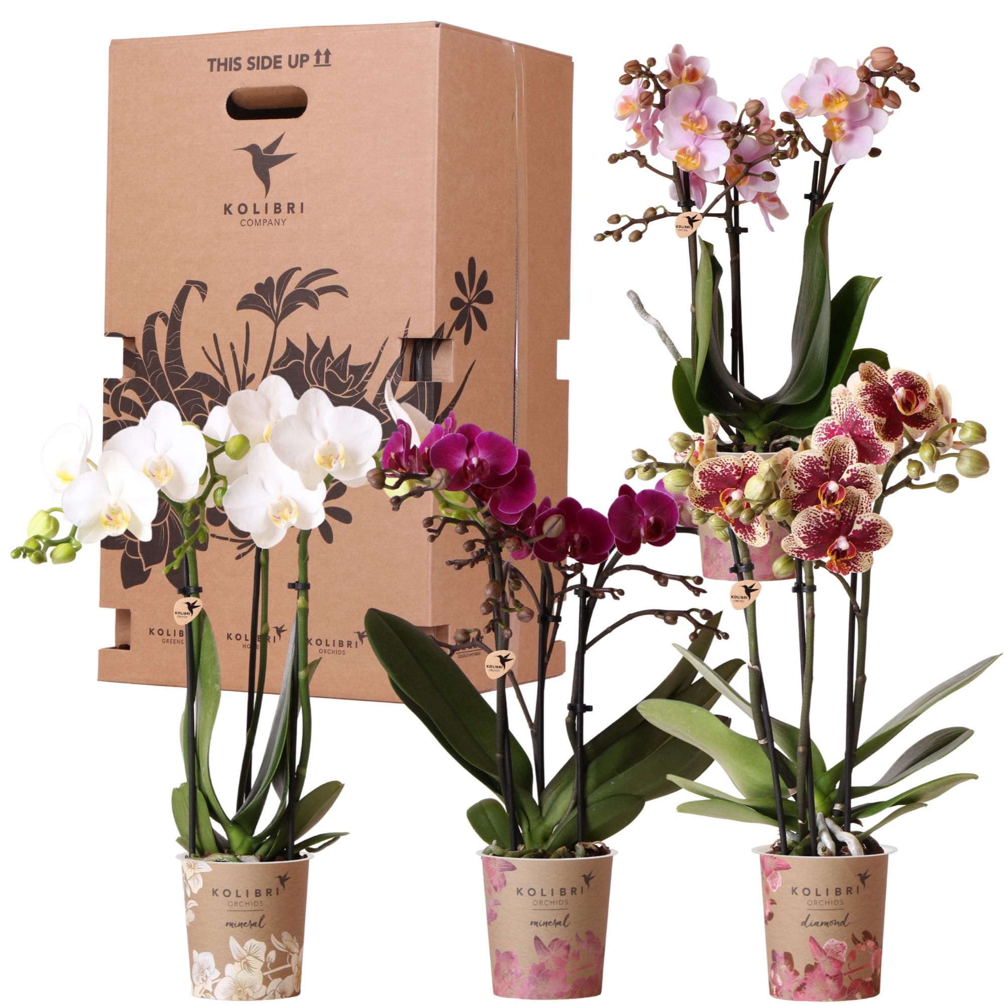 Kolibri Orchideen Überraschungsbox Mix