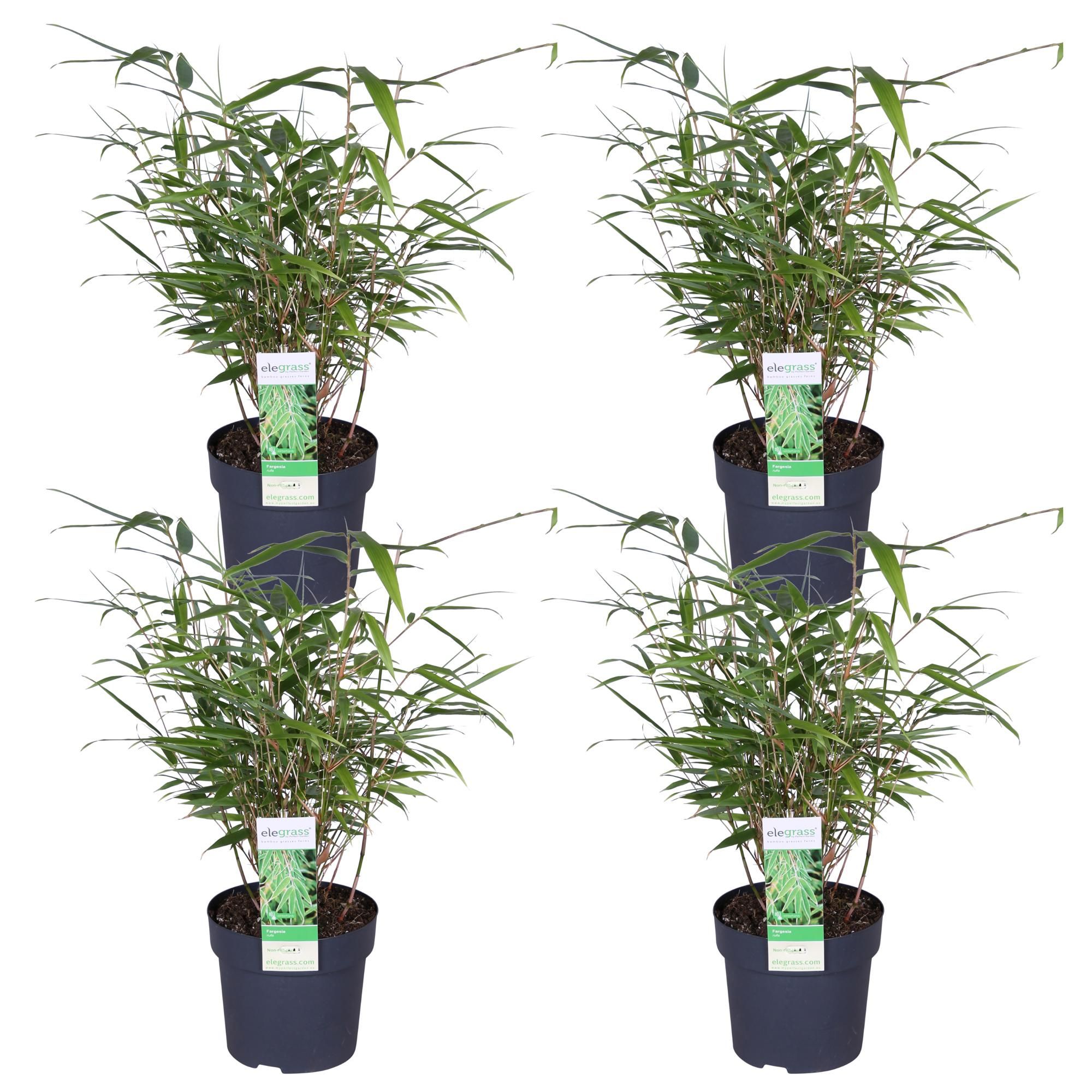 Fargesia Rufa Bambus – kompakter Gartenbambus