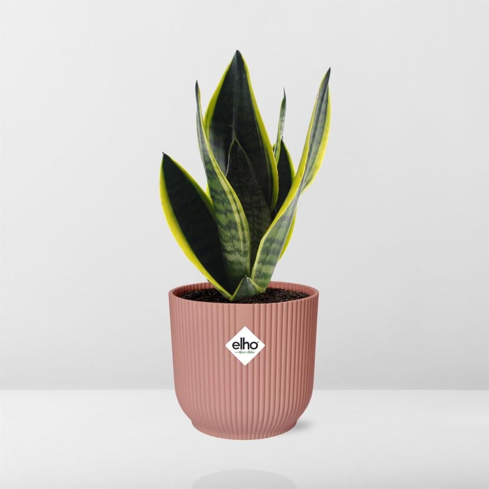Sansevieria Futura Superba – Schlangenpflanze in dekorativem Topf