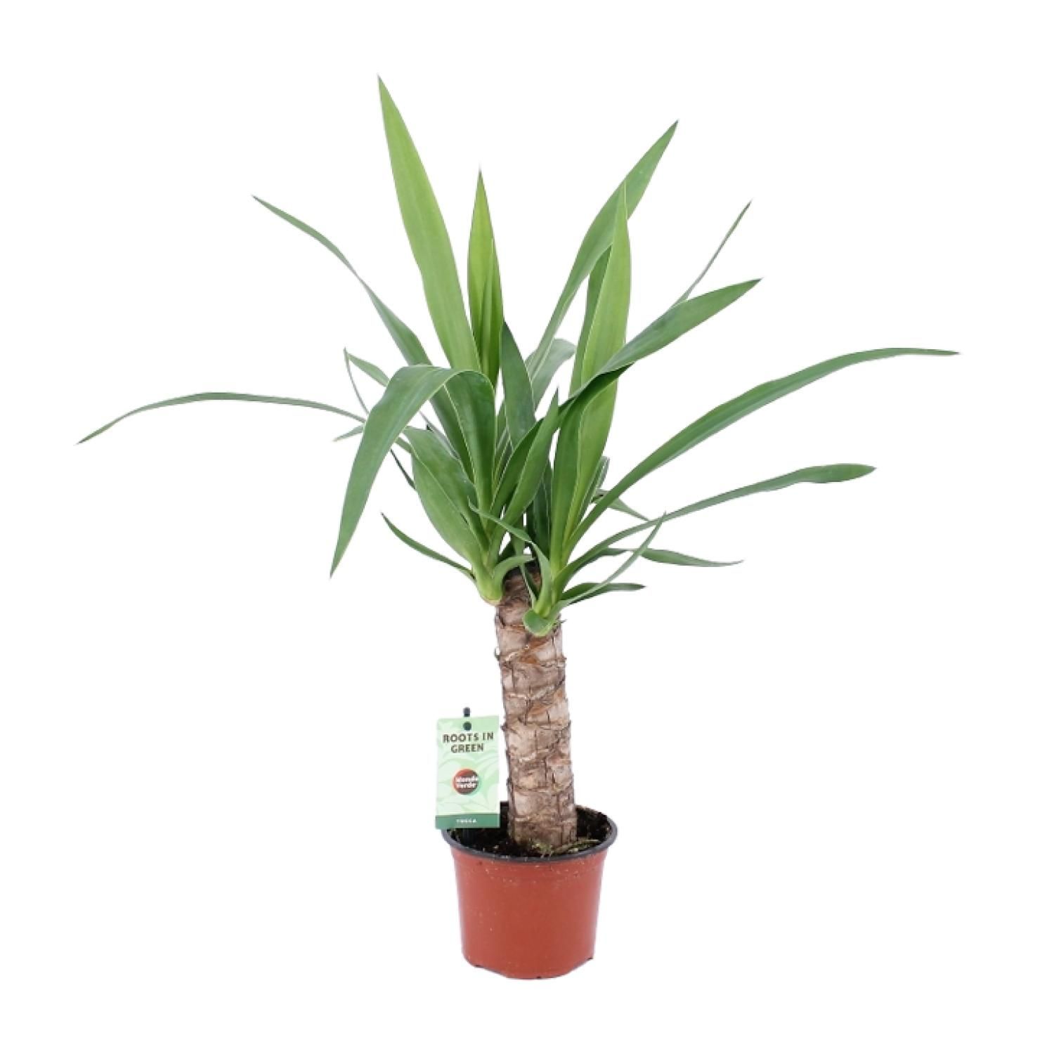 Yucca Zimmerpflanze elegant und pflegeleicht