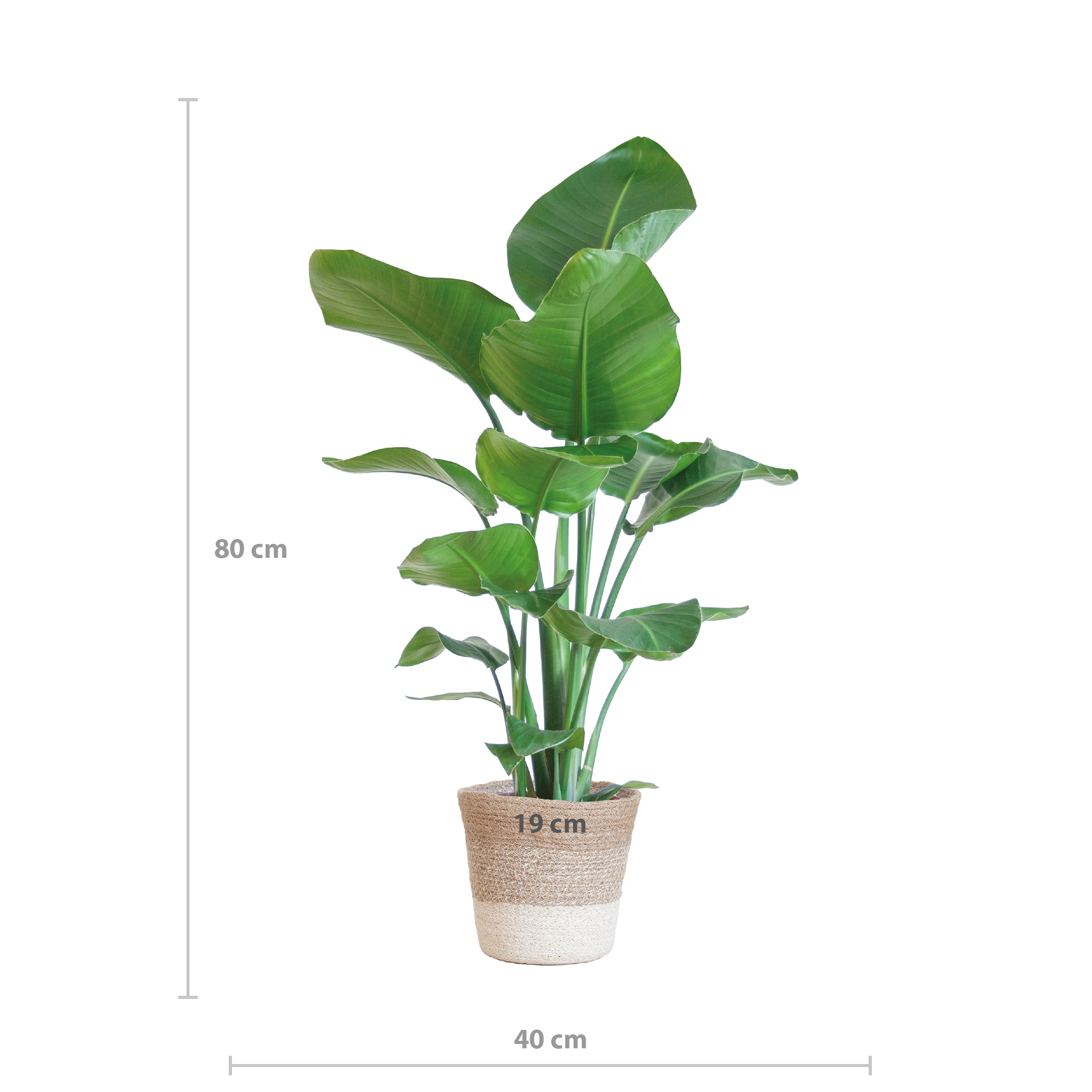 Strelitzia Nicolai mit Lissabon Korb Weiß – 80cm – Ø19cm