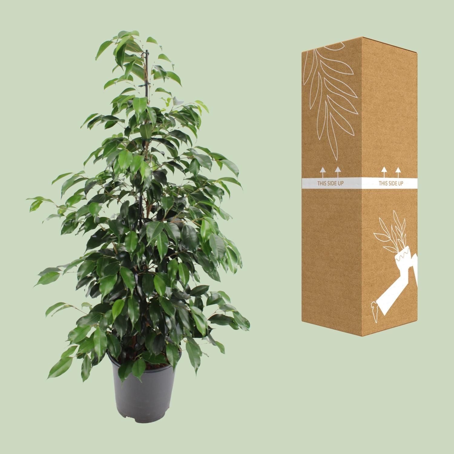 Ficus benjamina Danielle Zimmerpflanze