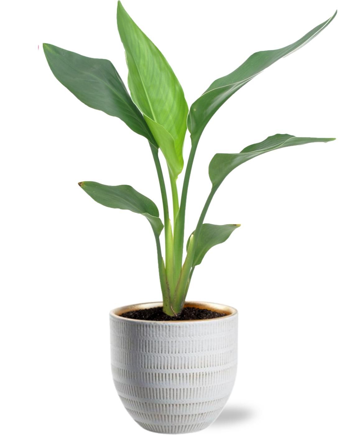 Strelitzie Reginea - Ø12cm – ↕40cm – mit Topf D14x13cm – Weiß