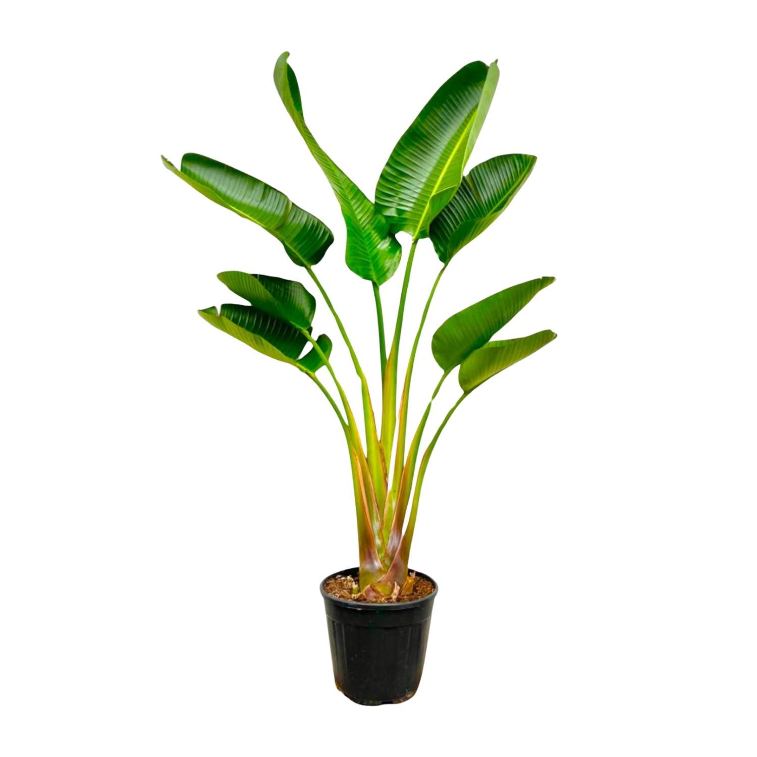 Strelitzia Augusta Weiße Paradiesvogelpflanze