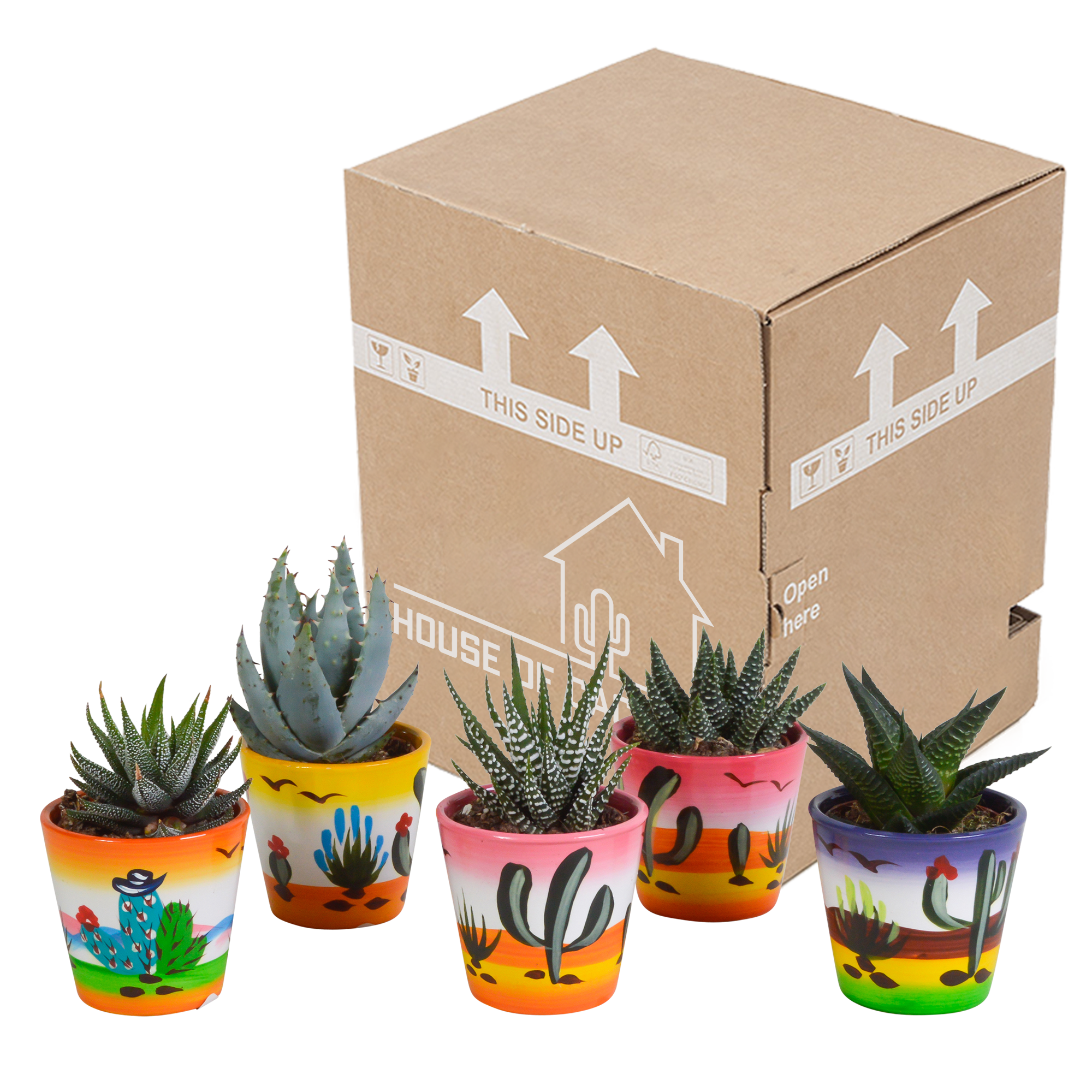 Gasteria und Haworthia Pflanzmix im Mexikanischer Topf