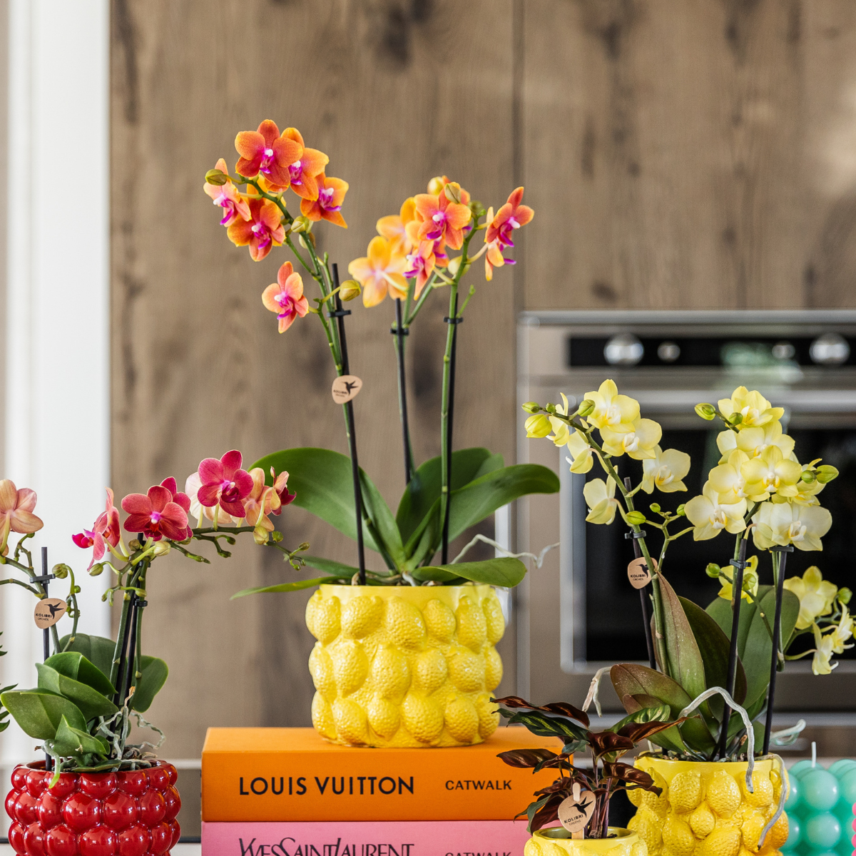 Orchidee Phalaenopsis | 2er Kombi | Duftend | Orange | Ø12cm