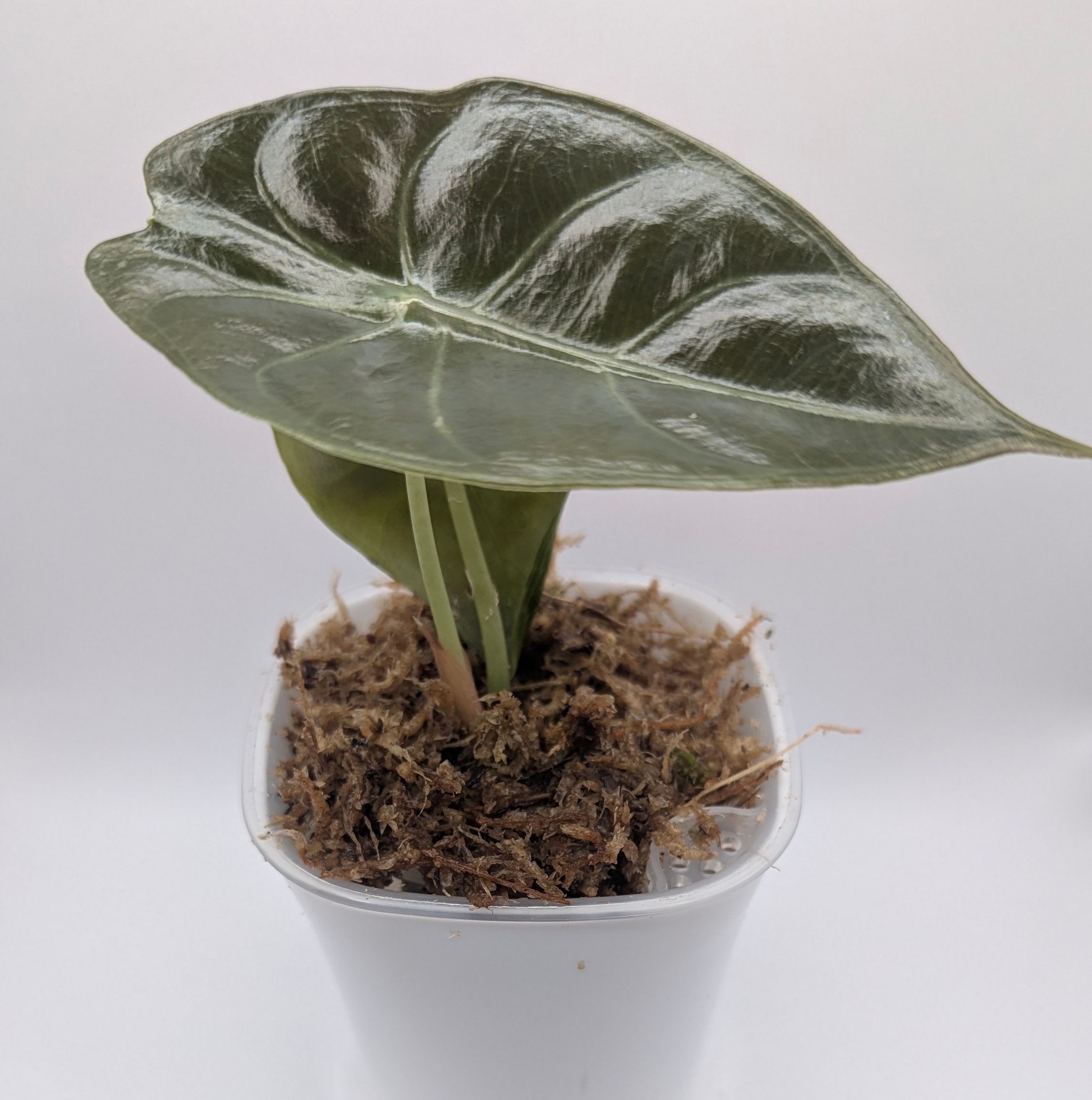 Alocasia longiloba suhirmaniana