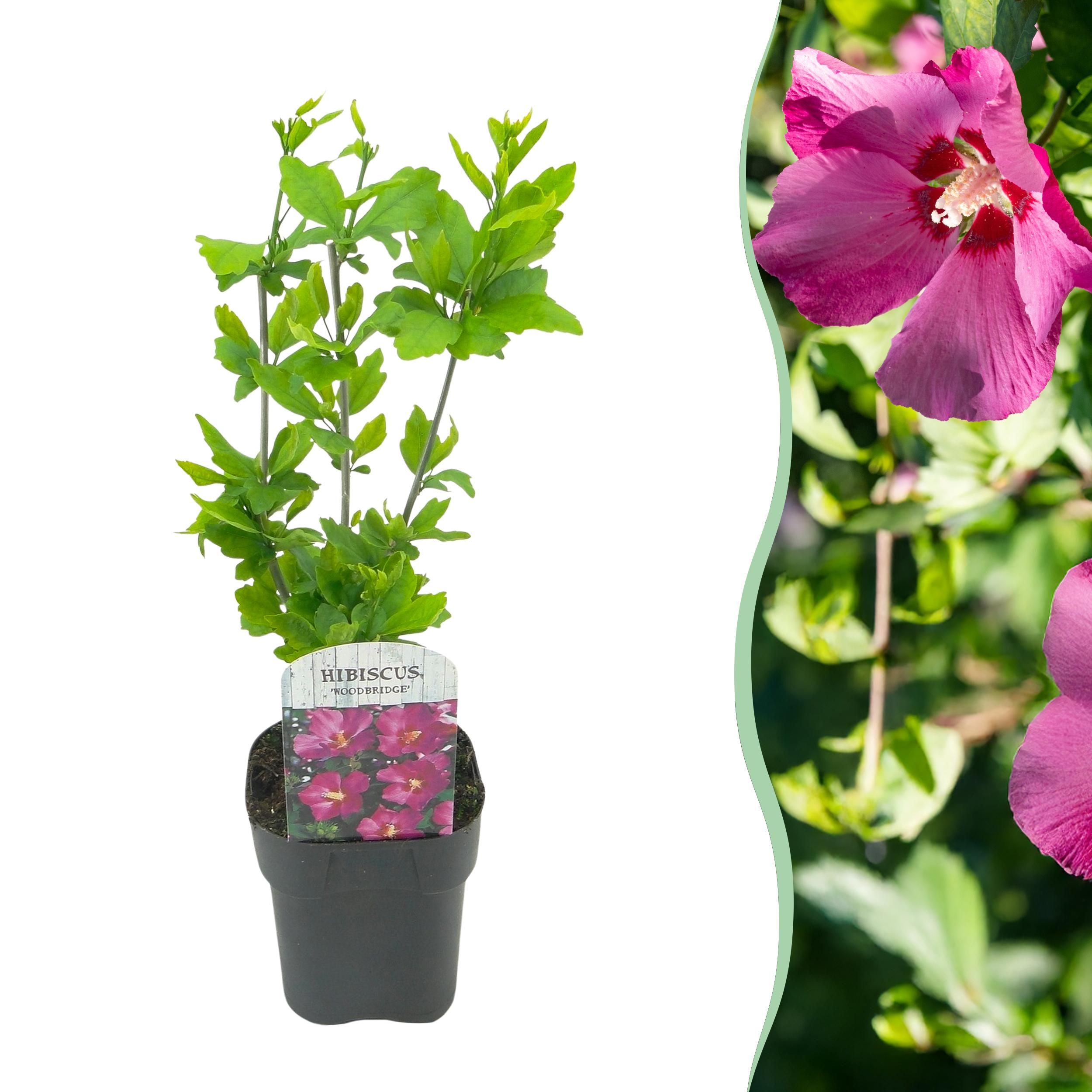 Hibiscus syriacus Woodbridge Stockrose – Rosa Blüten – Pflegeleicht | Laubabwerfend