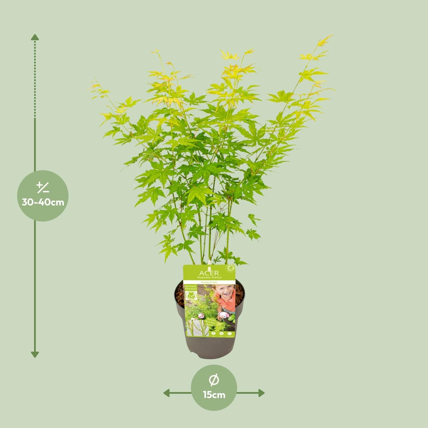 Winterharter Ahorn – Acer palmatum Elegant