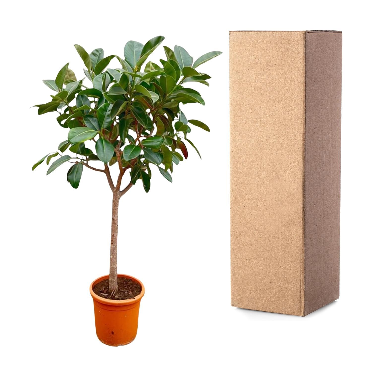 Ficus Elastica Robusta als Zimmerpflanze