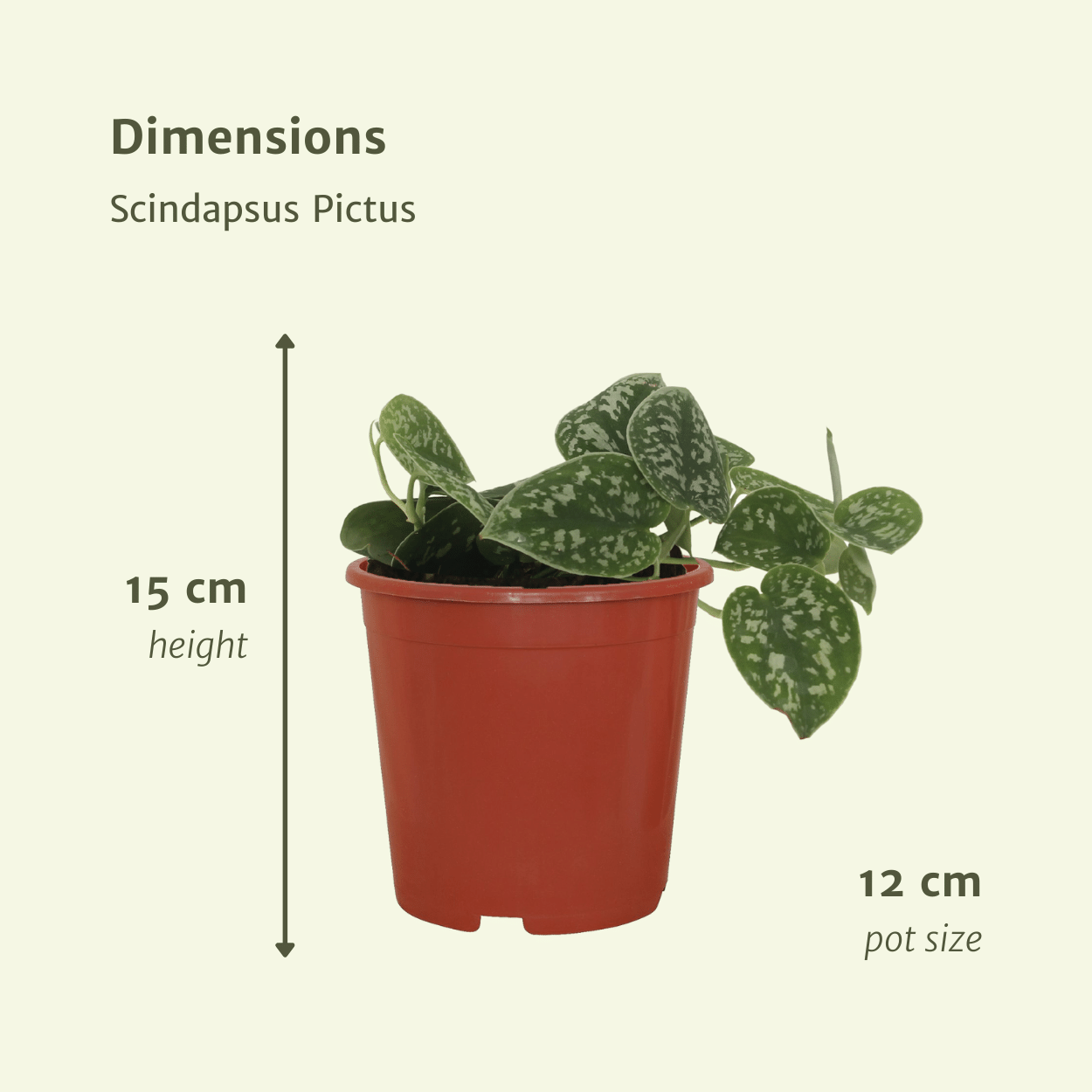 Scindapsus Pictus Zimmerpflanze mit dekorativen Blättern