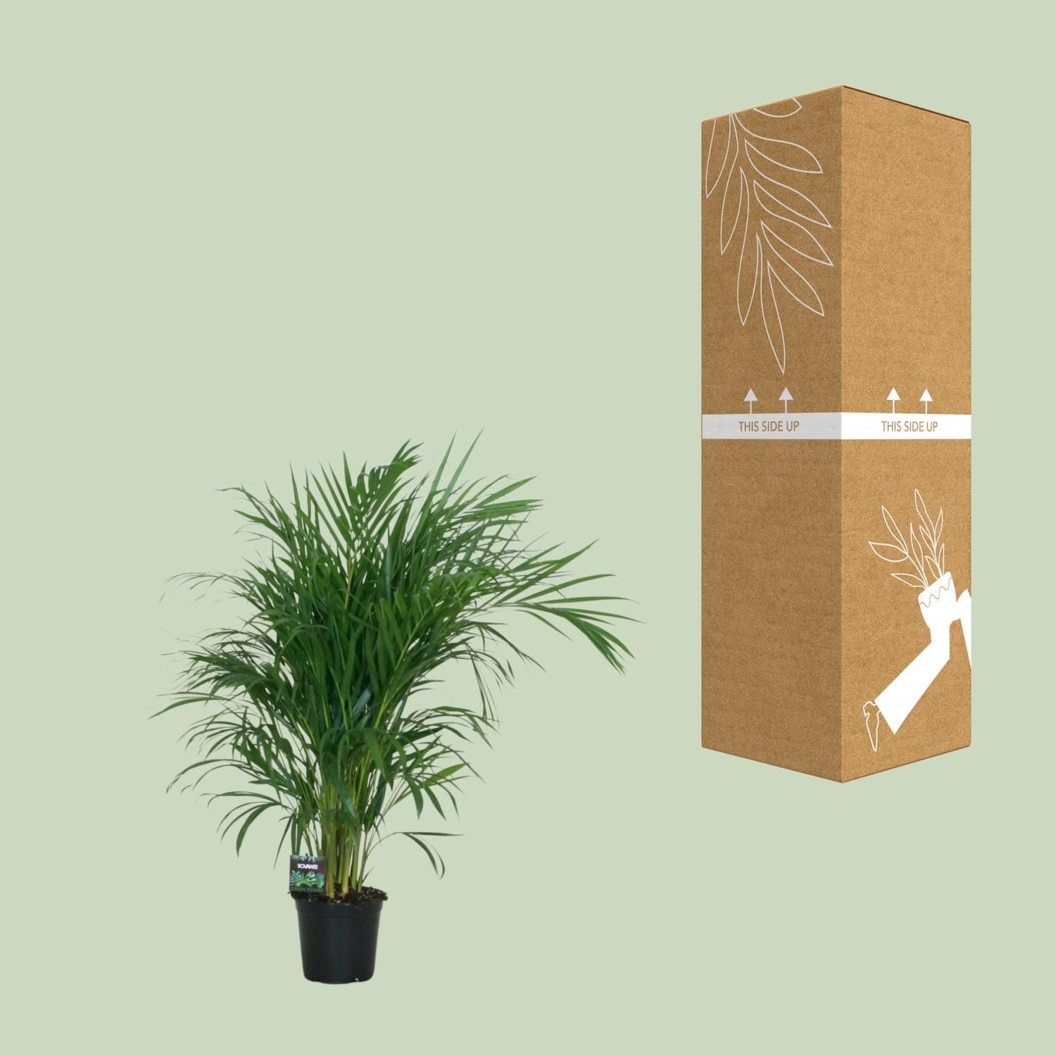 Dypsis Lutescens 120 cm | Zimmerpalme mit Topf Ø19 cm | 100 cm hoch