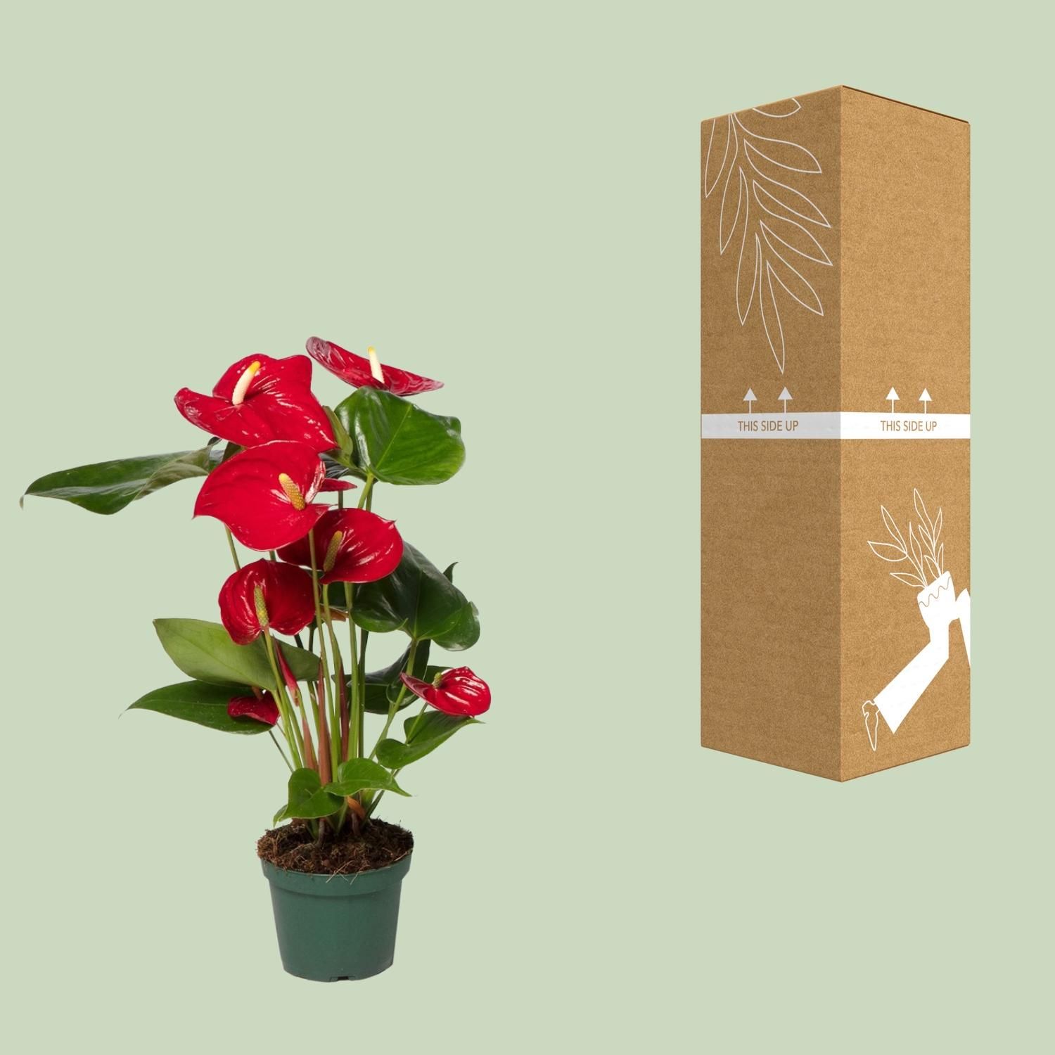 Anthurium Red Indoorpflanze