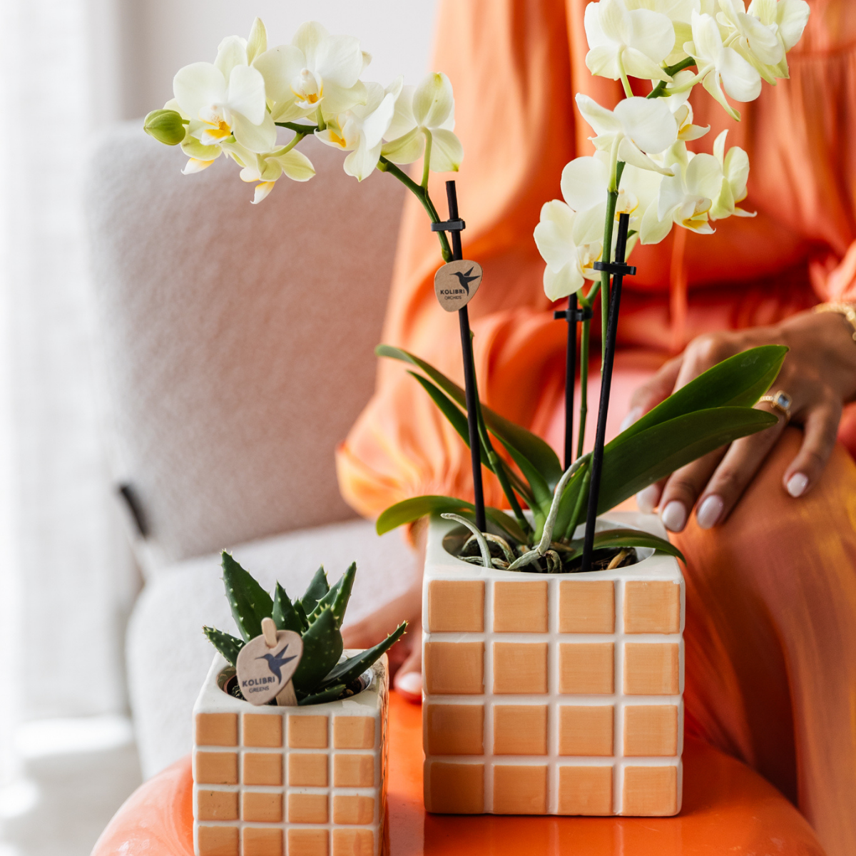 Phalaenopsis Orchidee Gelb