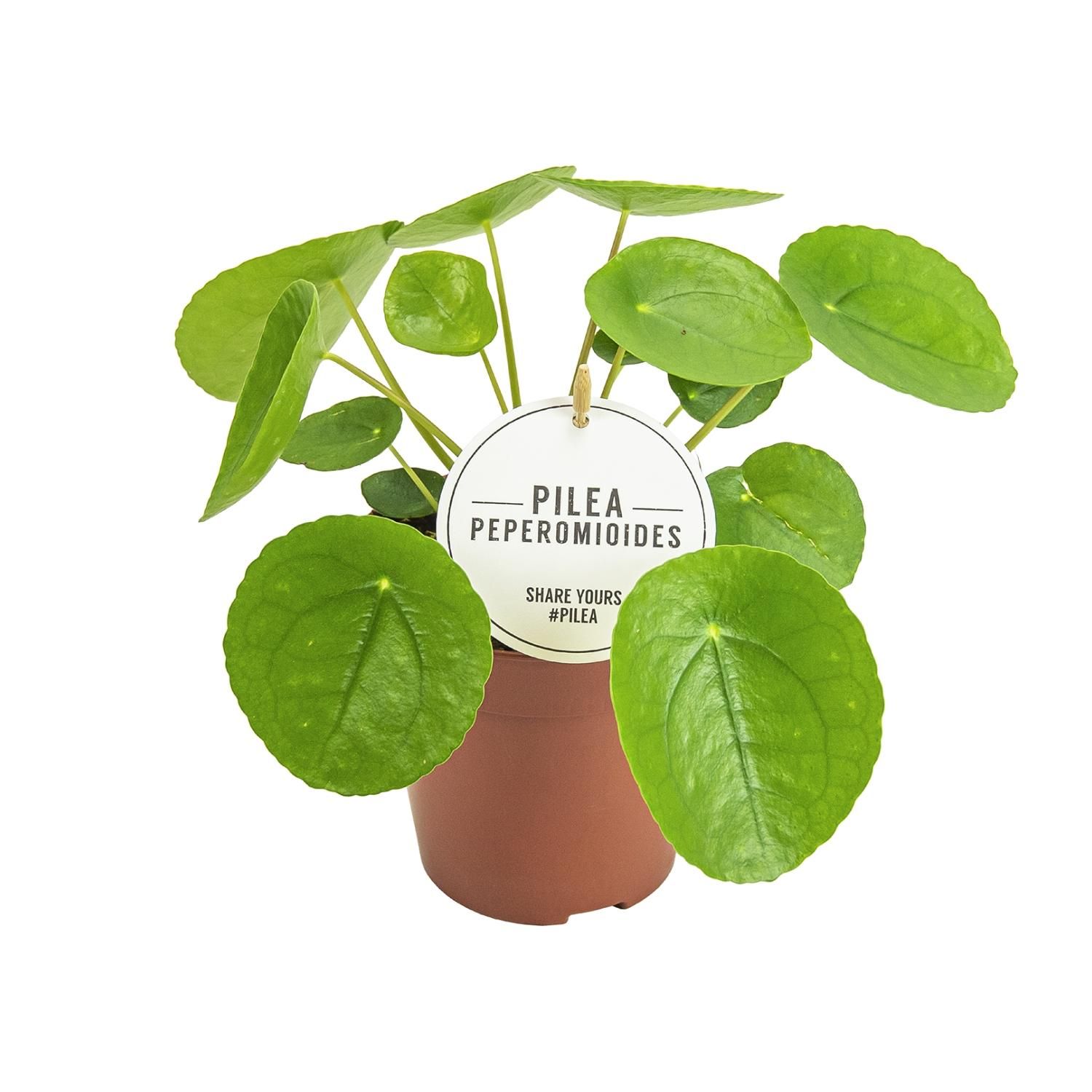 Pilea Peperomioides – Elegante Aluminium-Pflanze für Innenräume