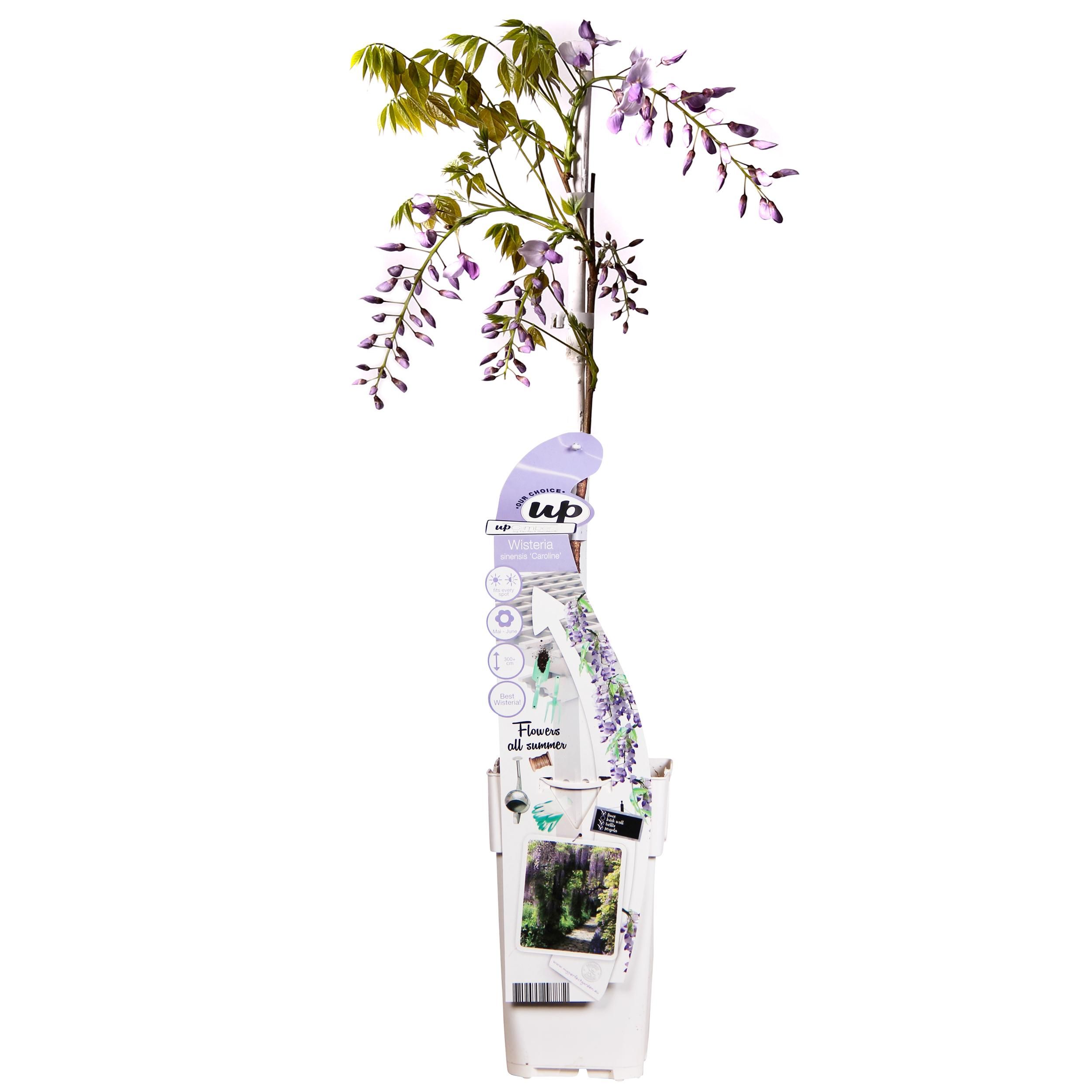 Wisteria sinensis Caroline Kletterpflanze mit purpurnen Blüten