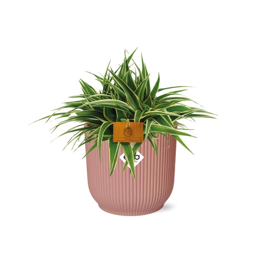 Chlorophytum Spinnenpflanze in ELHO Vibes Fold Topf