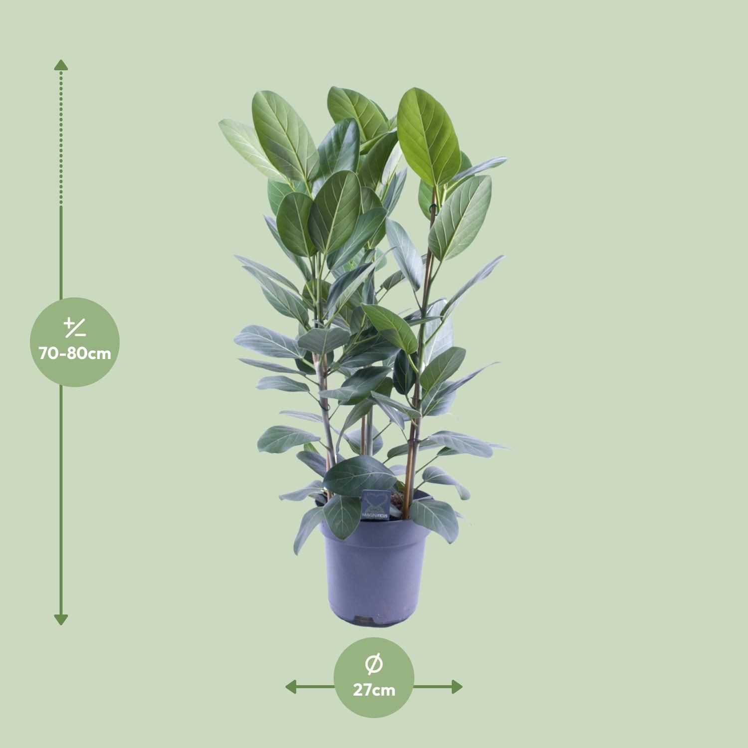 Ficus Audrey – 3 Stecklinge – Ø27cm – ↕105cm