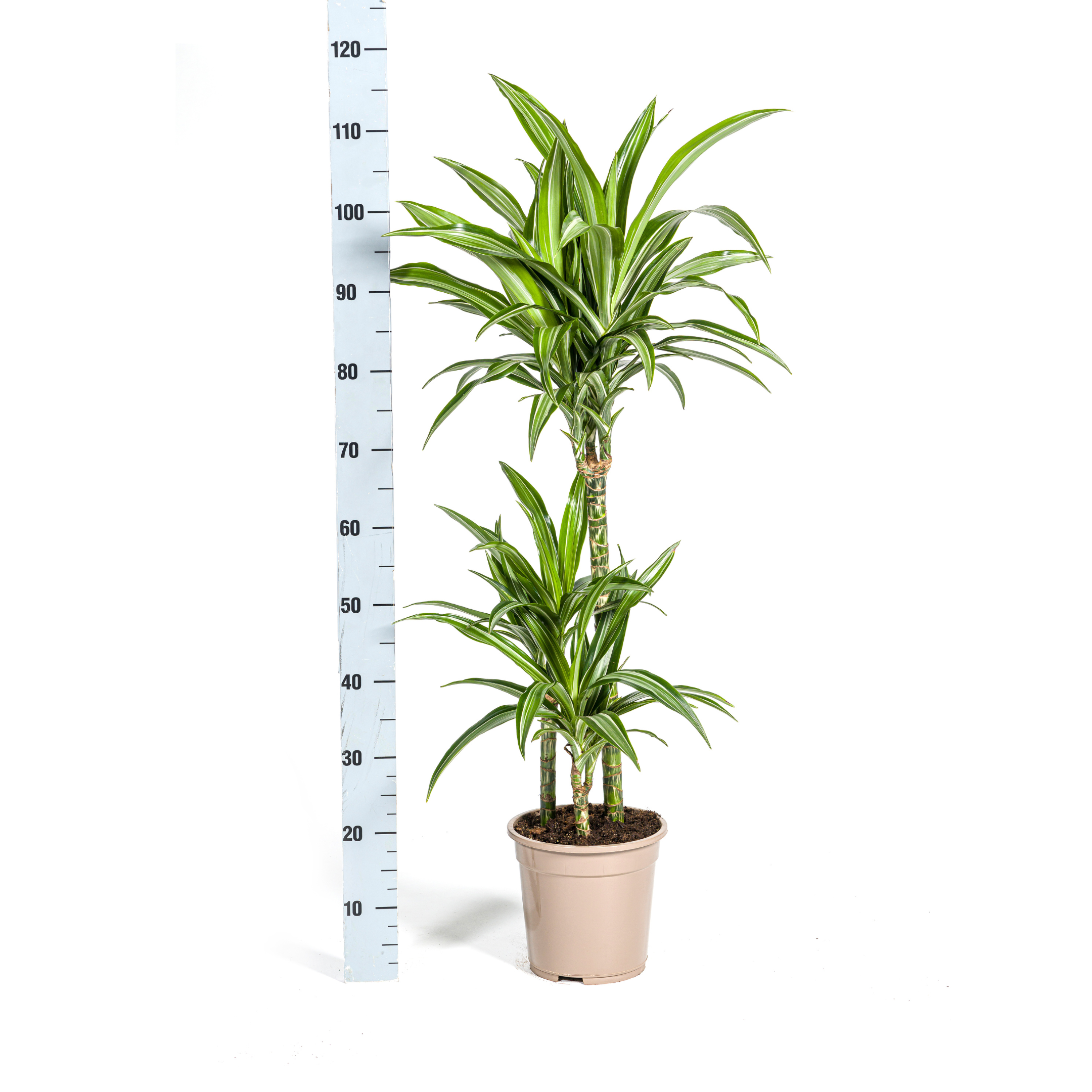 Dracaena Deremensis White Stripe | Ø21cm | 90-110cm Hoch
